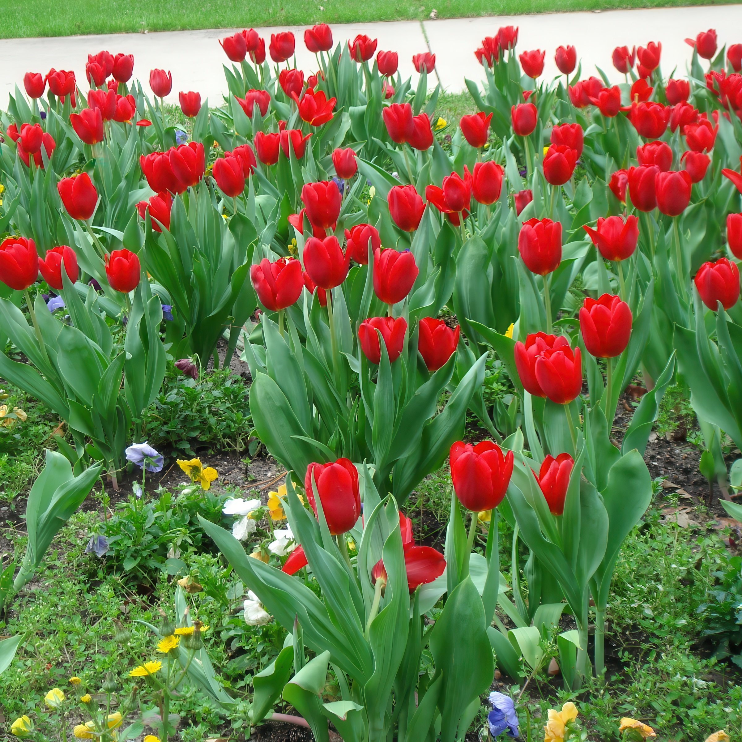 National Plant Network LW3148A Plant-Bulbs - View #8