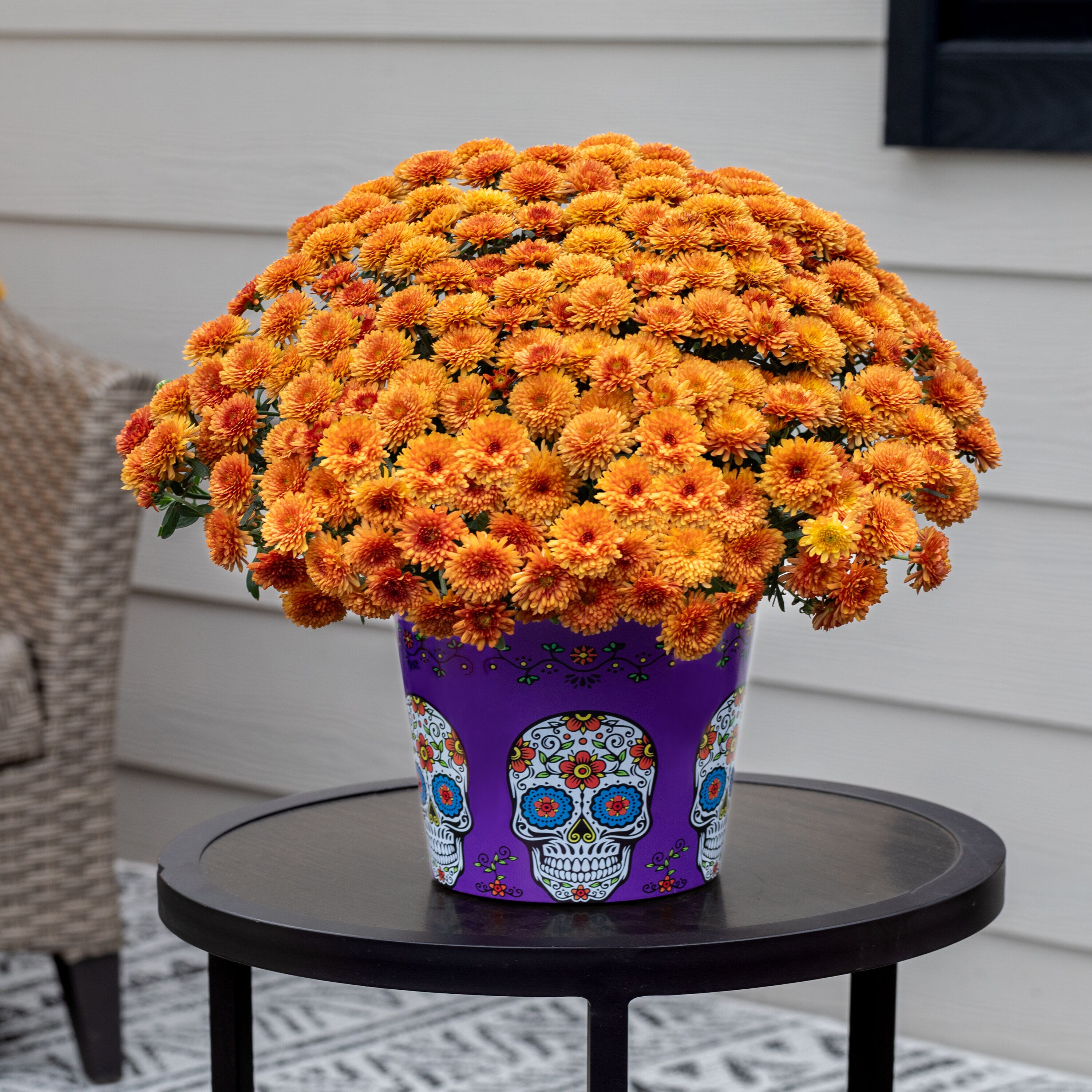 Metrolina Greenhouses 5243 annuals - View #4