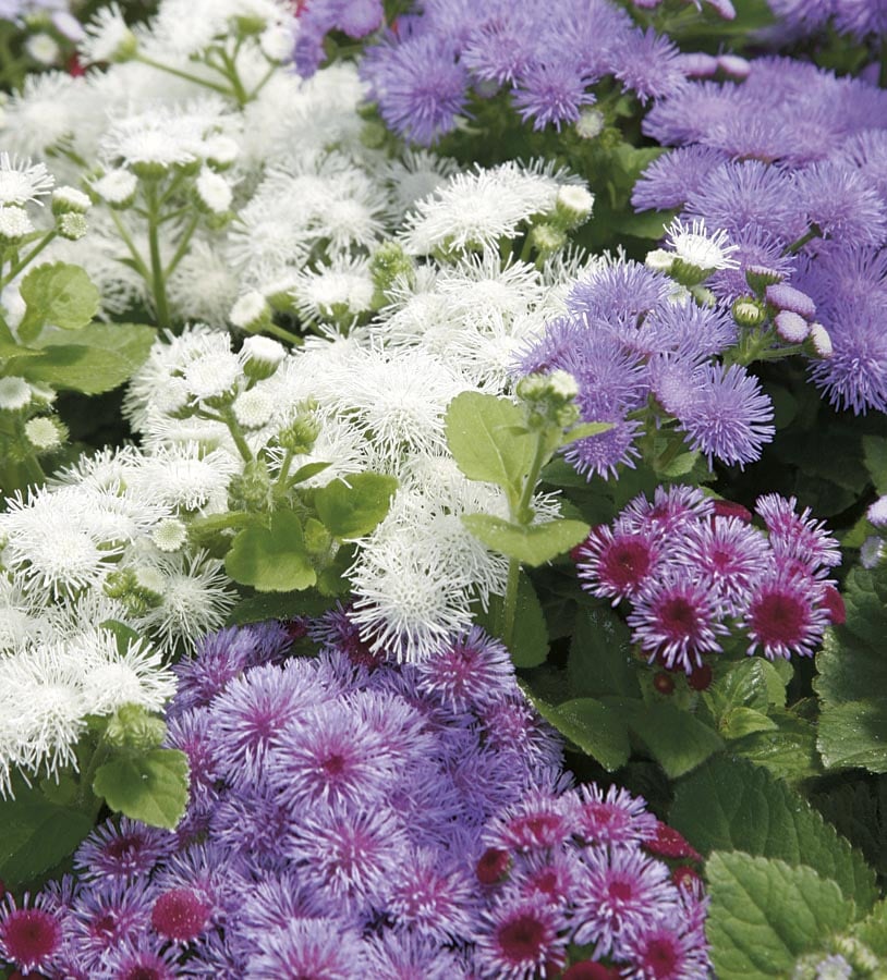 Lowe's NURSERY Multicolor Ageratum in 1 -Pack Tray