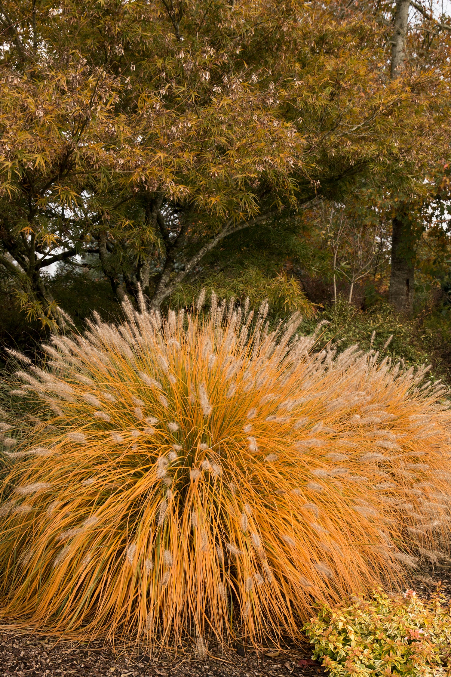 Monrovia 064262 Ornamental-Grasses - View #7