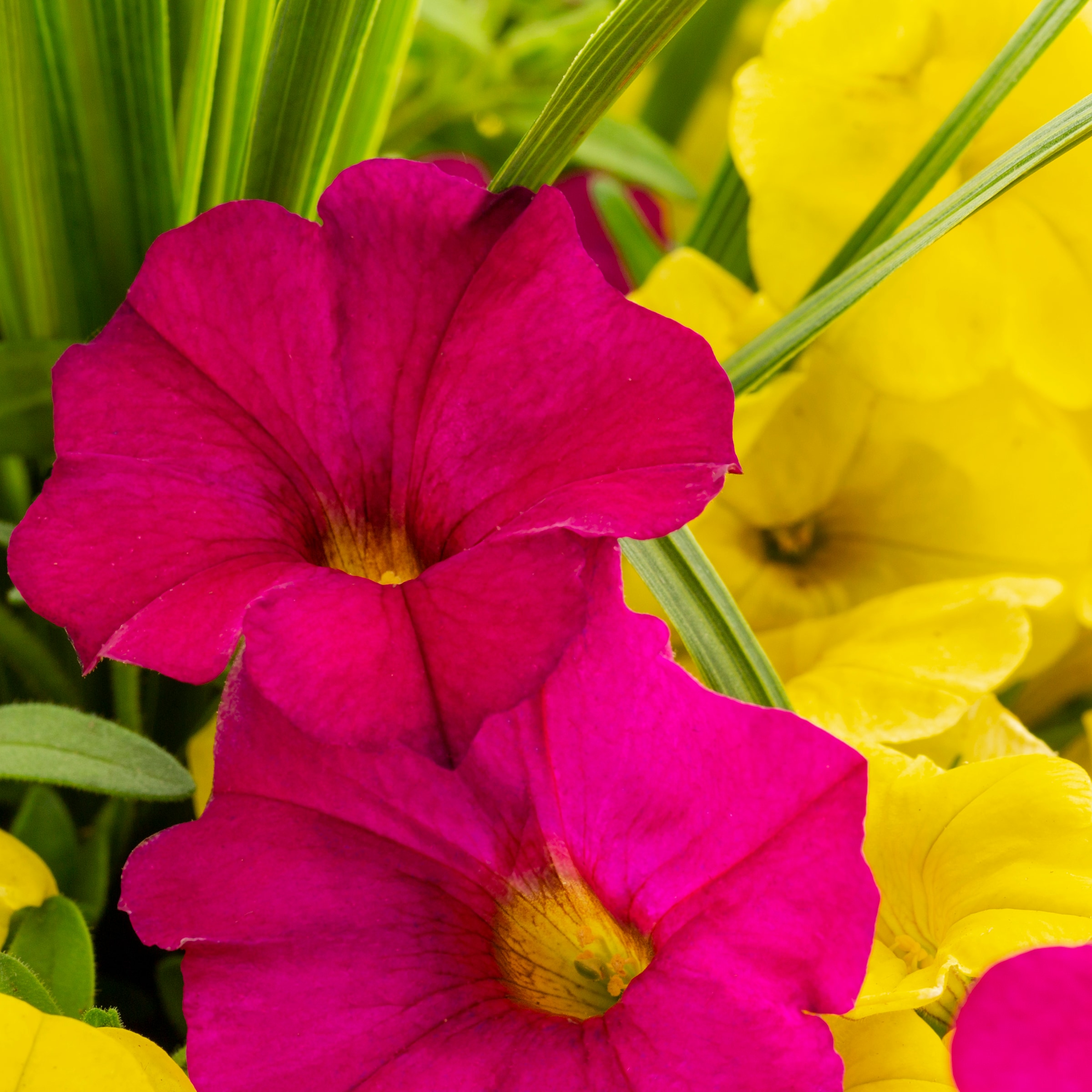 Lowe's NURSERY annuals - View #2