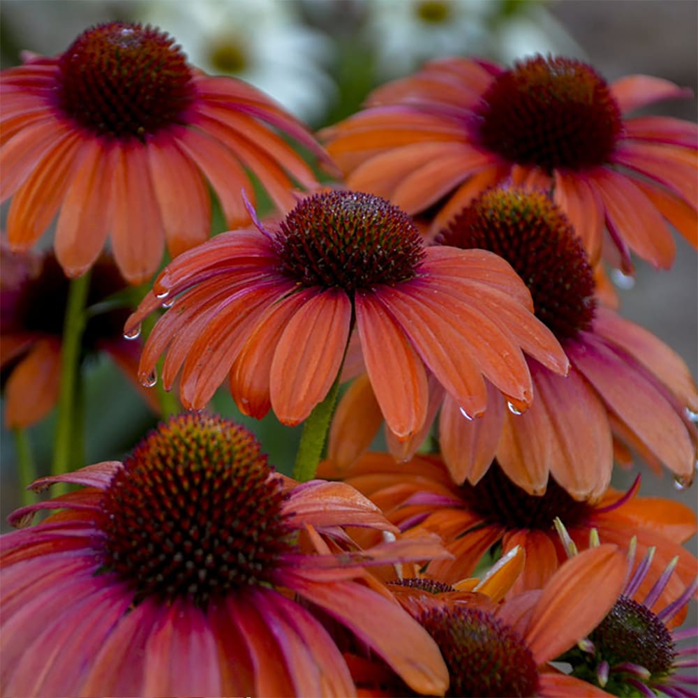Proven Winners 5331419 perennials - View #2
