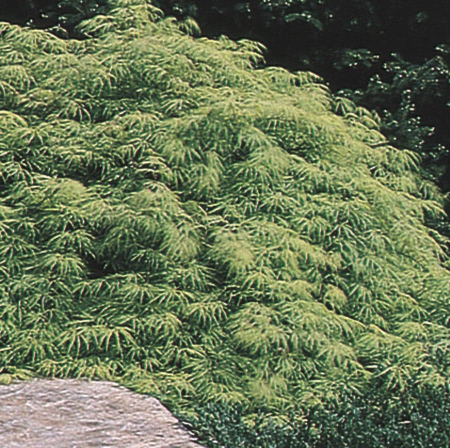 NURSERY 3-Gallon Red Feature Tree Green Laceleaf Japanese Maple In Pot (With Soil)