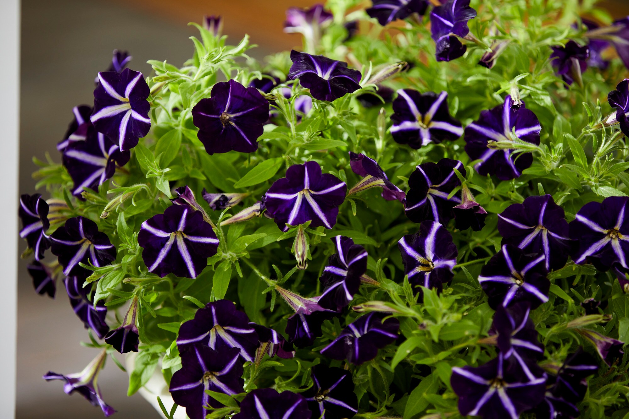 Miracle-Gro 203429 annuals - View #5