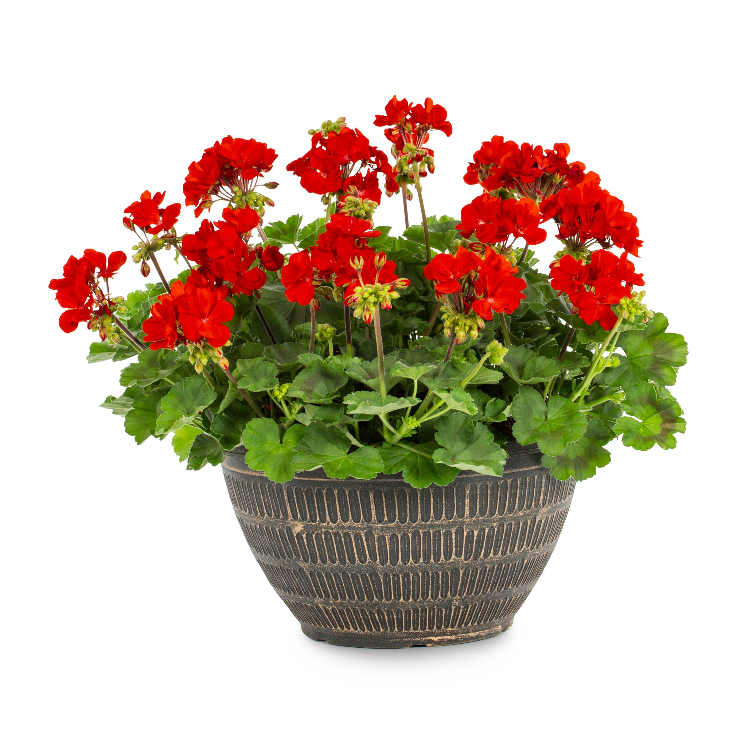 Lowe's Multicolor Geranium in 2-Gallon Planter in the Annuals ...