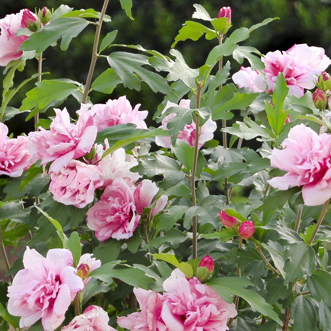 National Plant Network Pink Peppermint Smoothie Hibiscus Flowering Shrub In 1 Packs Pot Lw1460 1866