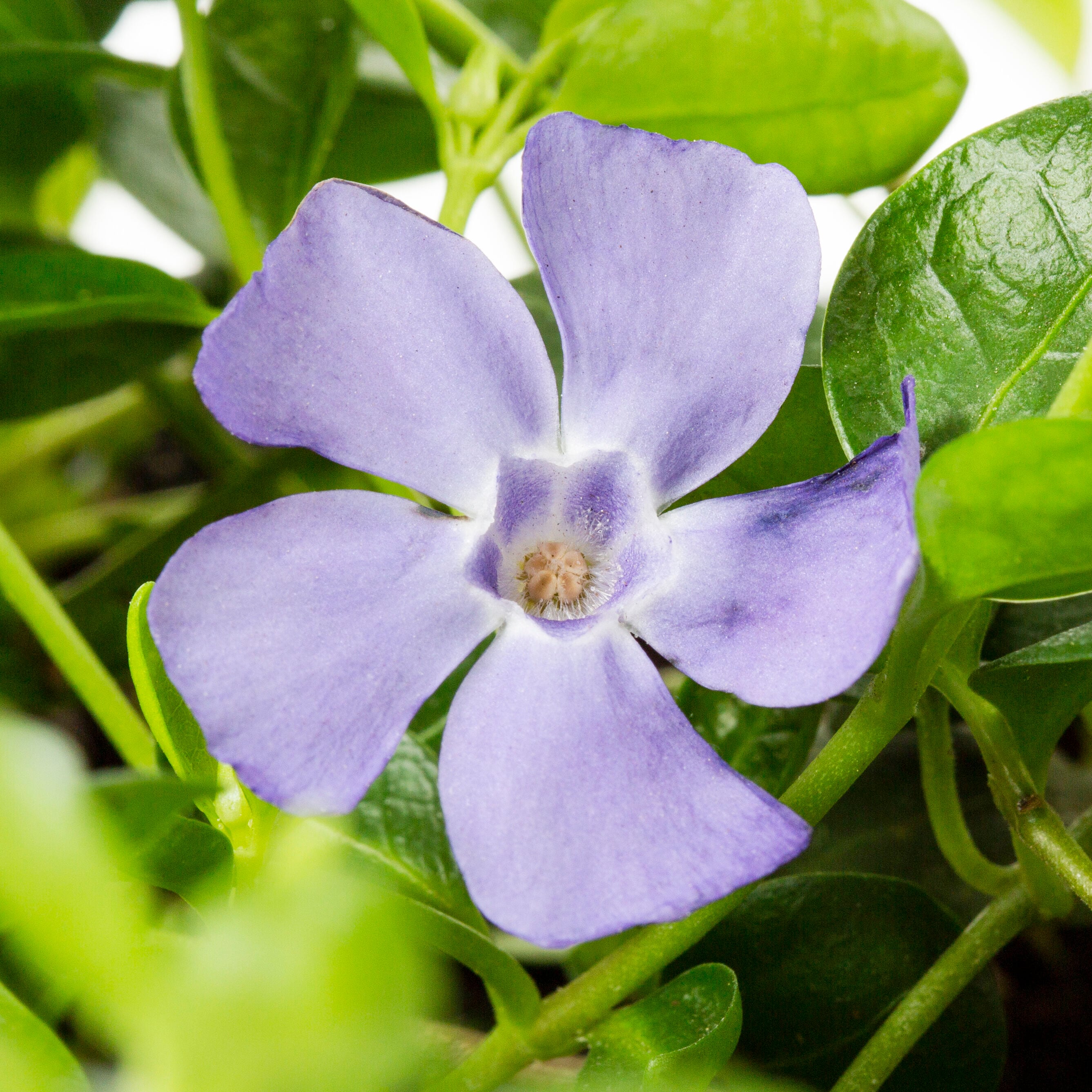 Lowe's Vinca Plant in 1-Pint in the Perennials department at Lowes.com