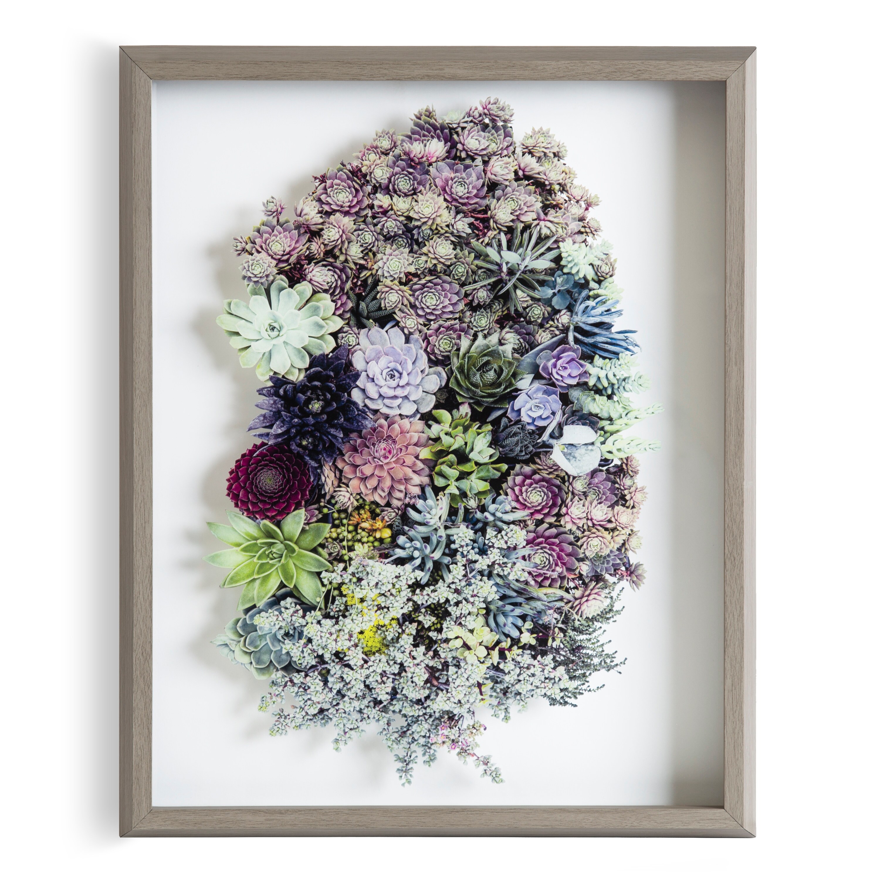 Gray Framed Botanical Succulent Glass Wall Art, 16x20