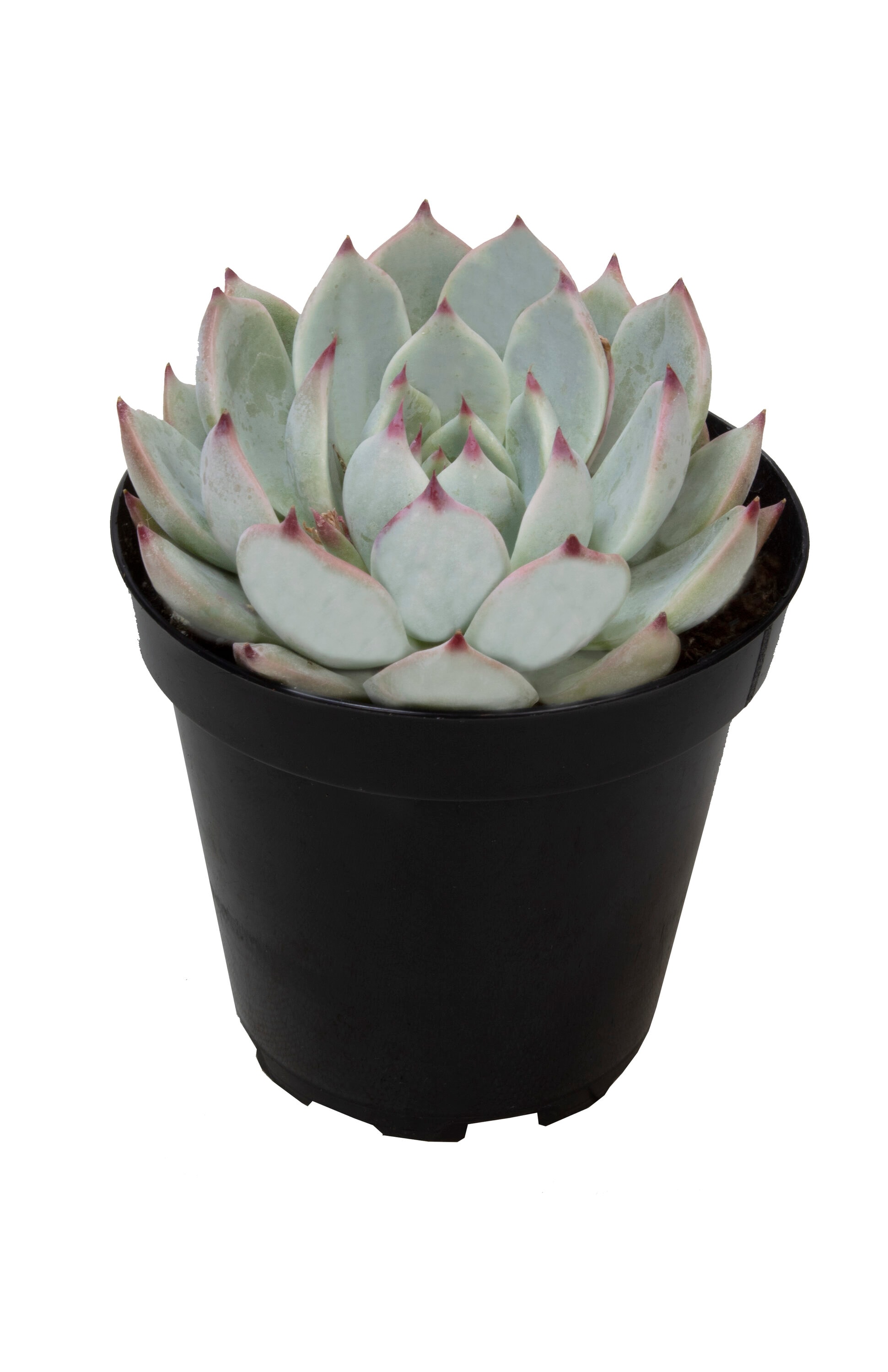 Lowe's 80705 Cacti-Succulents - View #4
