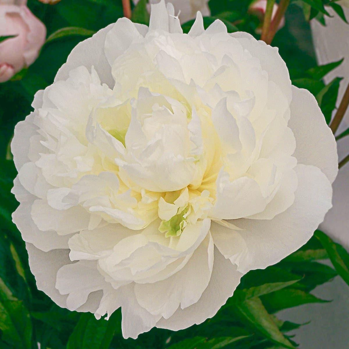 Breck's White Double Peony Dormant Perennials in 5-Pack Bareroot