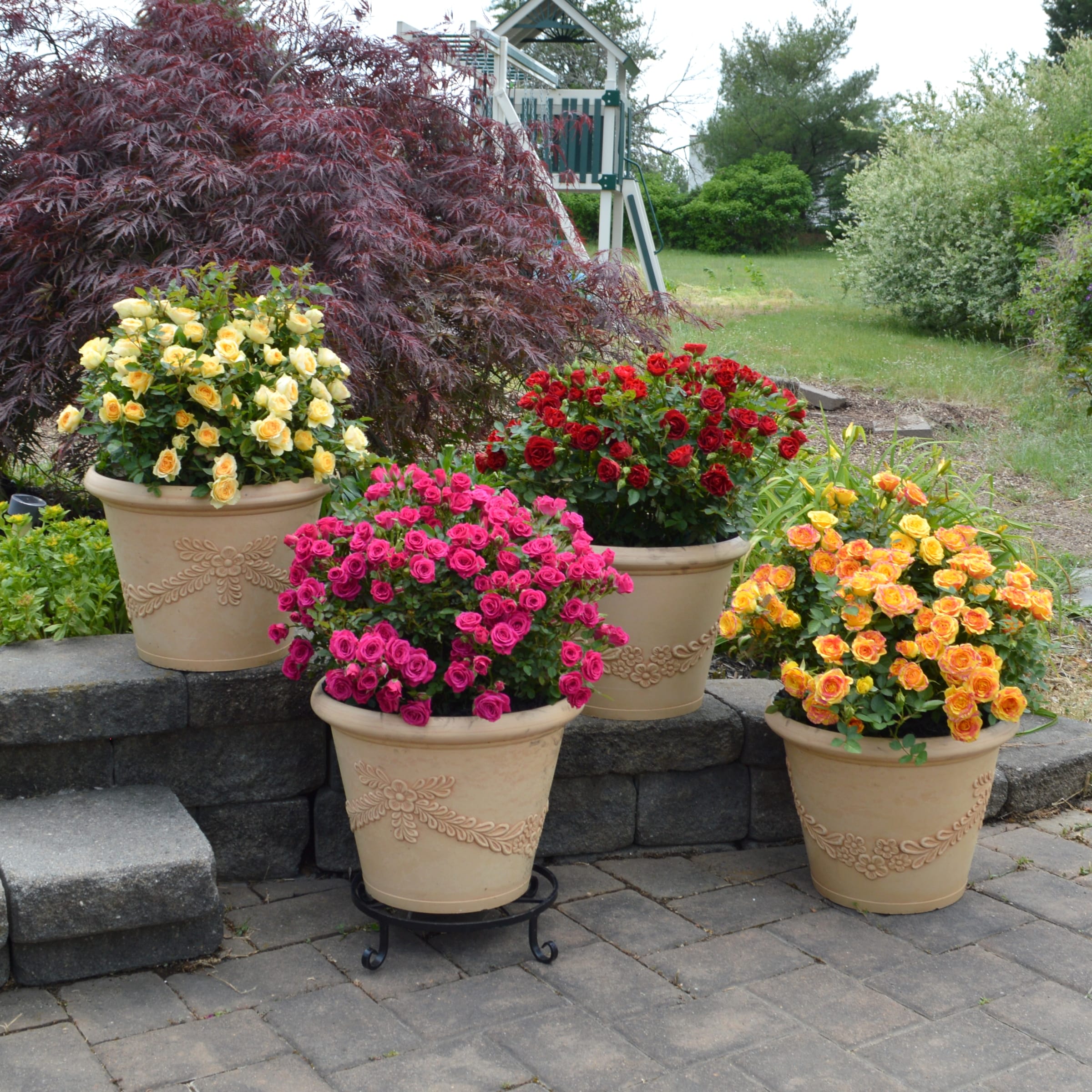 National Plant Network LW1782 roses - View #4