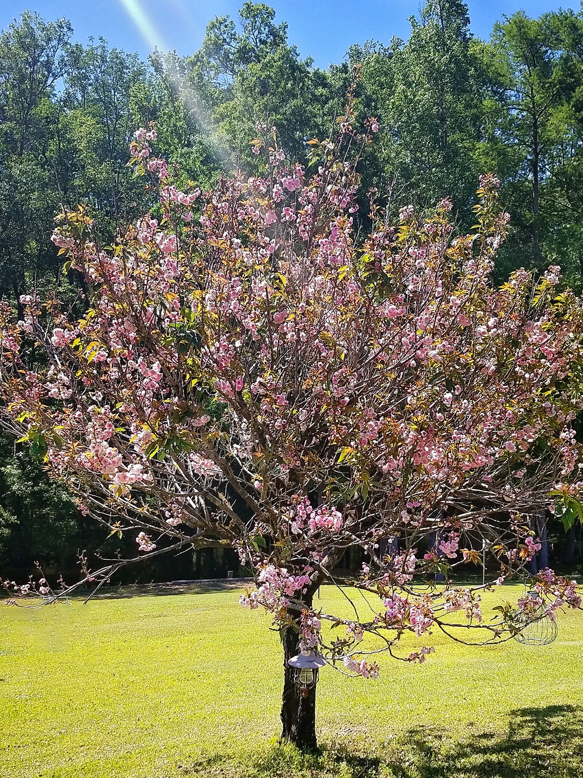 Southern Planters CHFKWA07G 7 -Gallon Pink Flowering Kwanzan Cherry In pot (with soil)