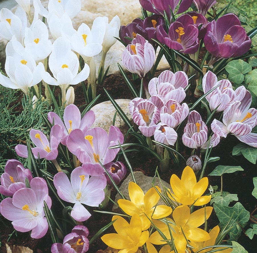 Lowe's NUSERY Mixed Crocus Bulbs
