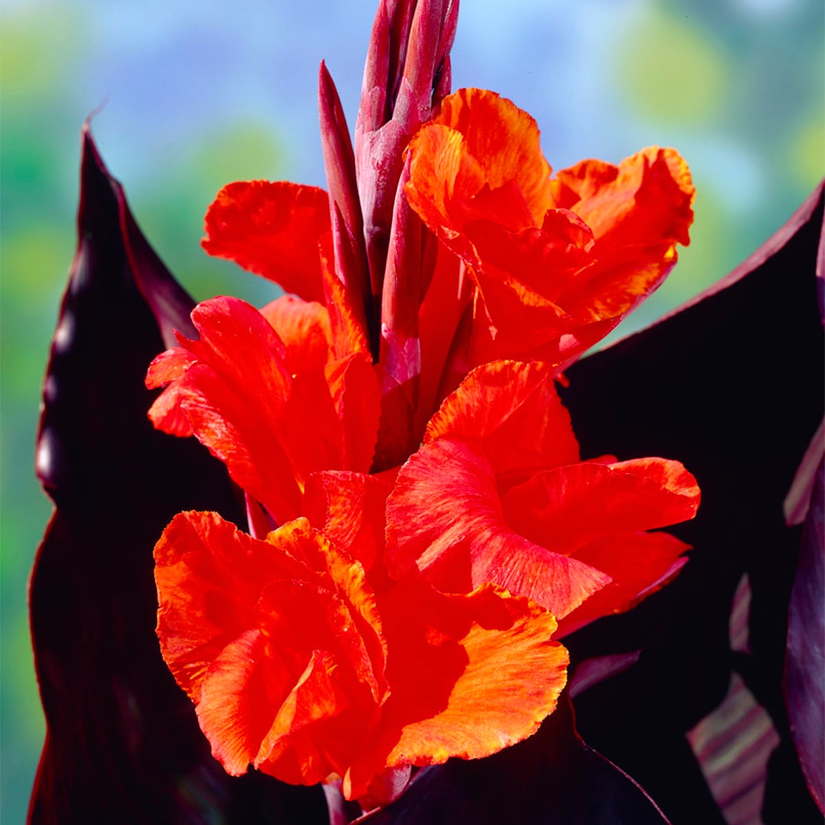 Van Zyverden Red Cannas Red King Humbert Bulbs 5-Count 83456