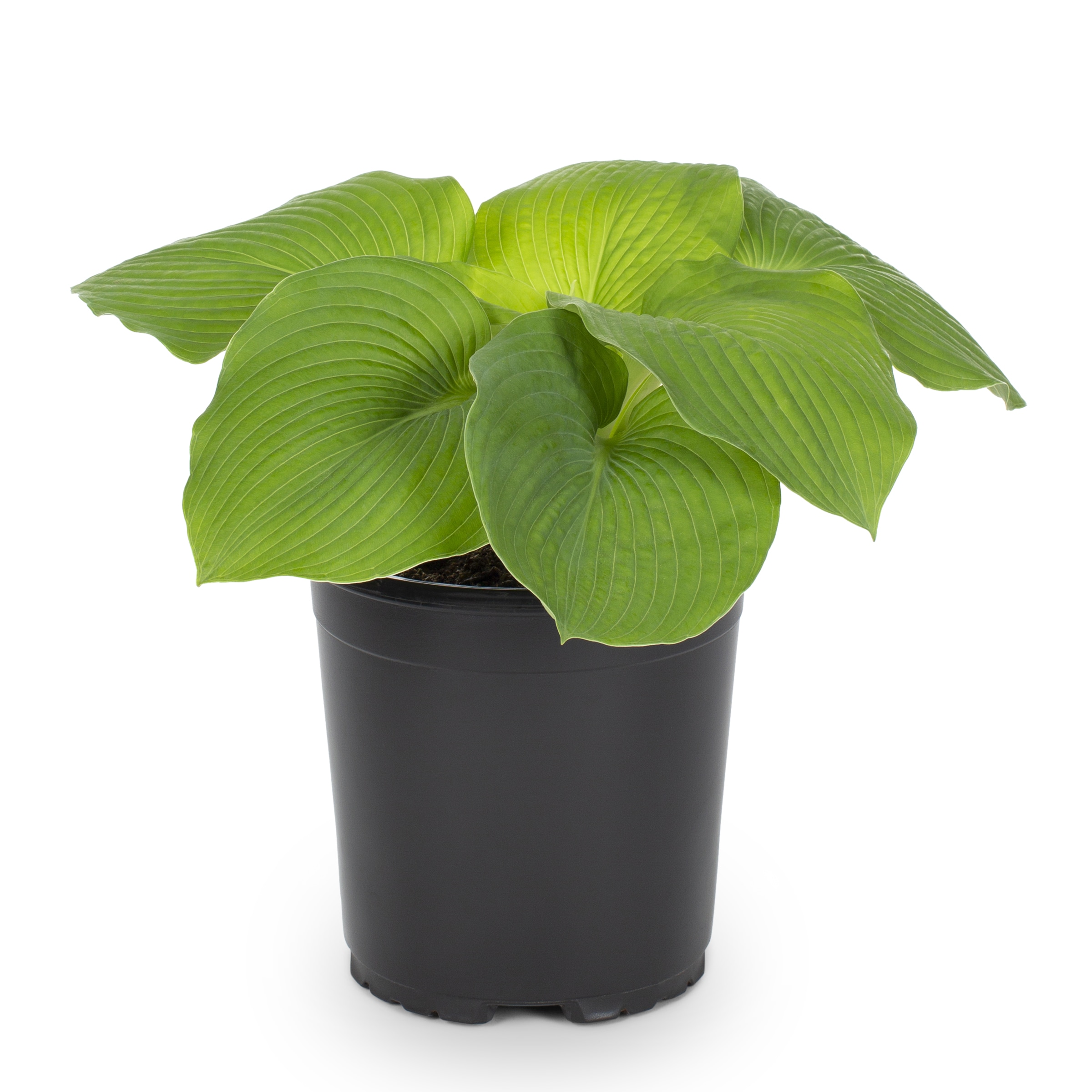 Lowe's Blue Plantain Lily Plant in 2.5-Quart Pot in the Perennials ...