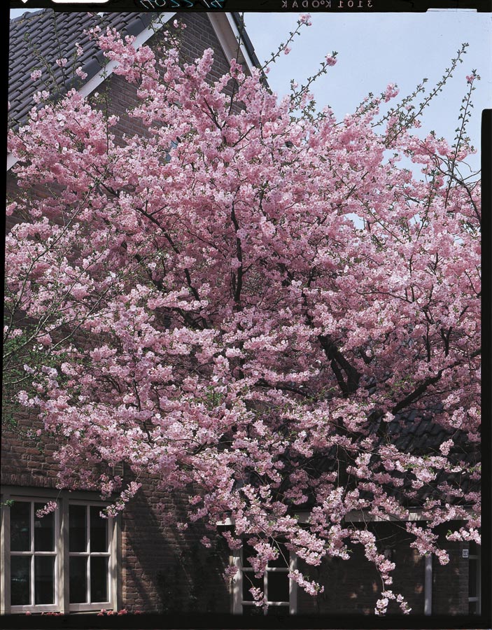 Kwanzan Cherry Blossom Tree - Beautiful, large, bright pink globes of  blossoms! (2 years old and 3-4 feet tall.)