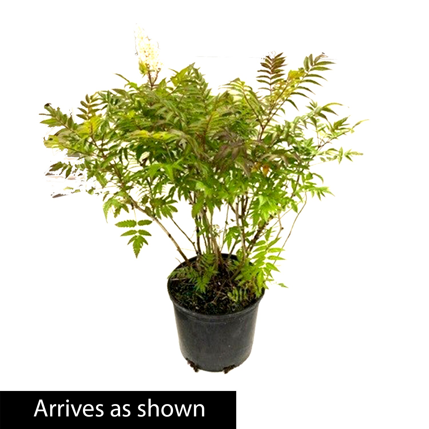 Spring Hill Nurseries 88752 shrubs - View #4