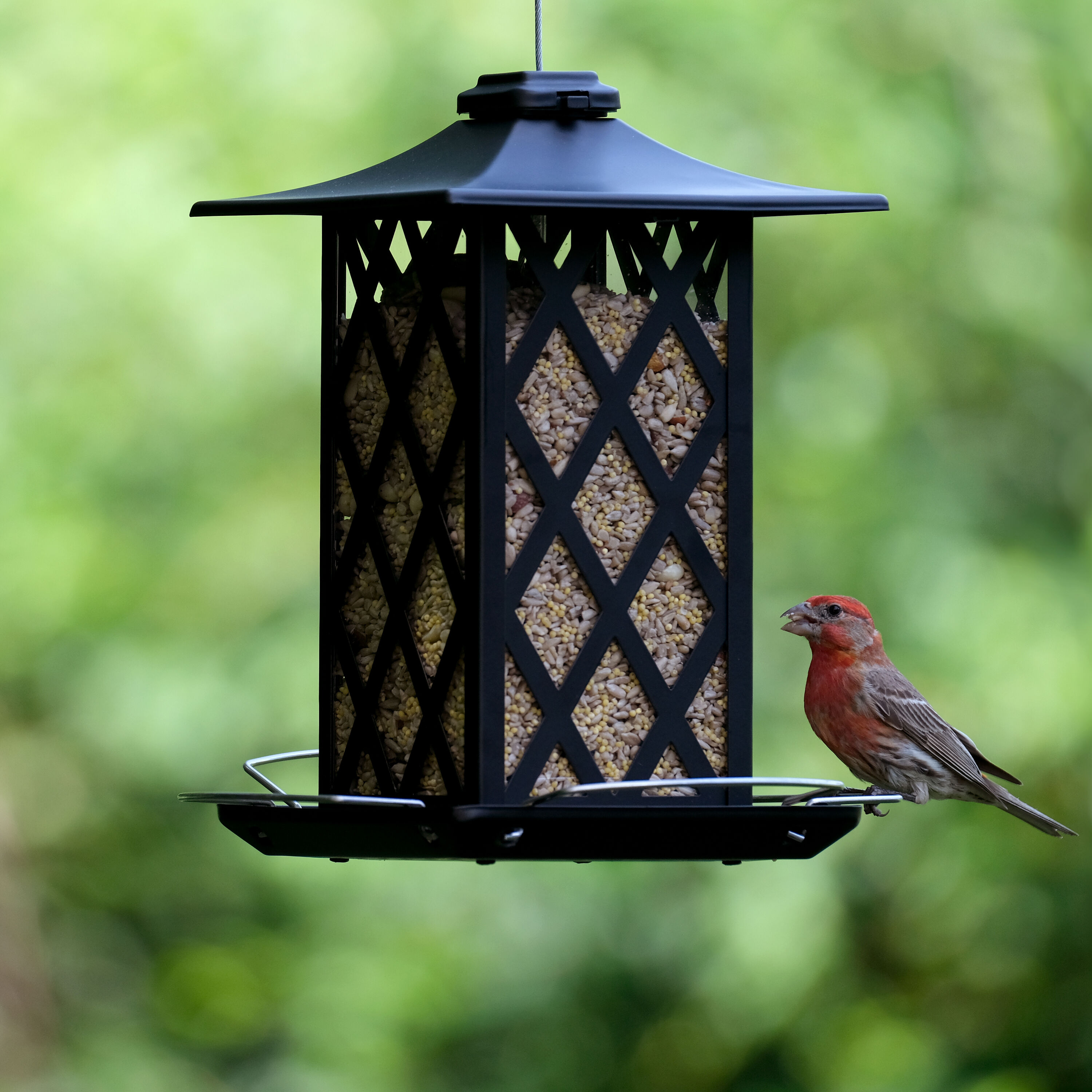 Nature's Way GAZ-I2-IP Bird-Feeders - View #2