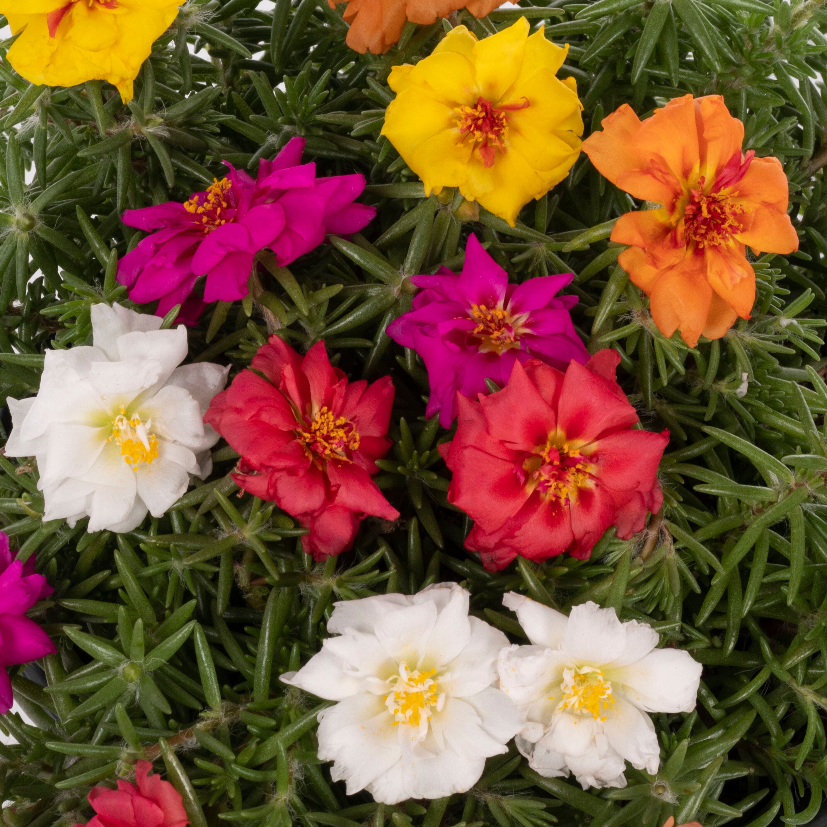 Lowe's NURSERY annuals - View #4