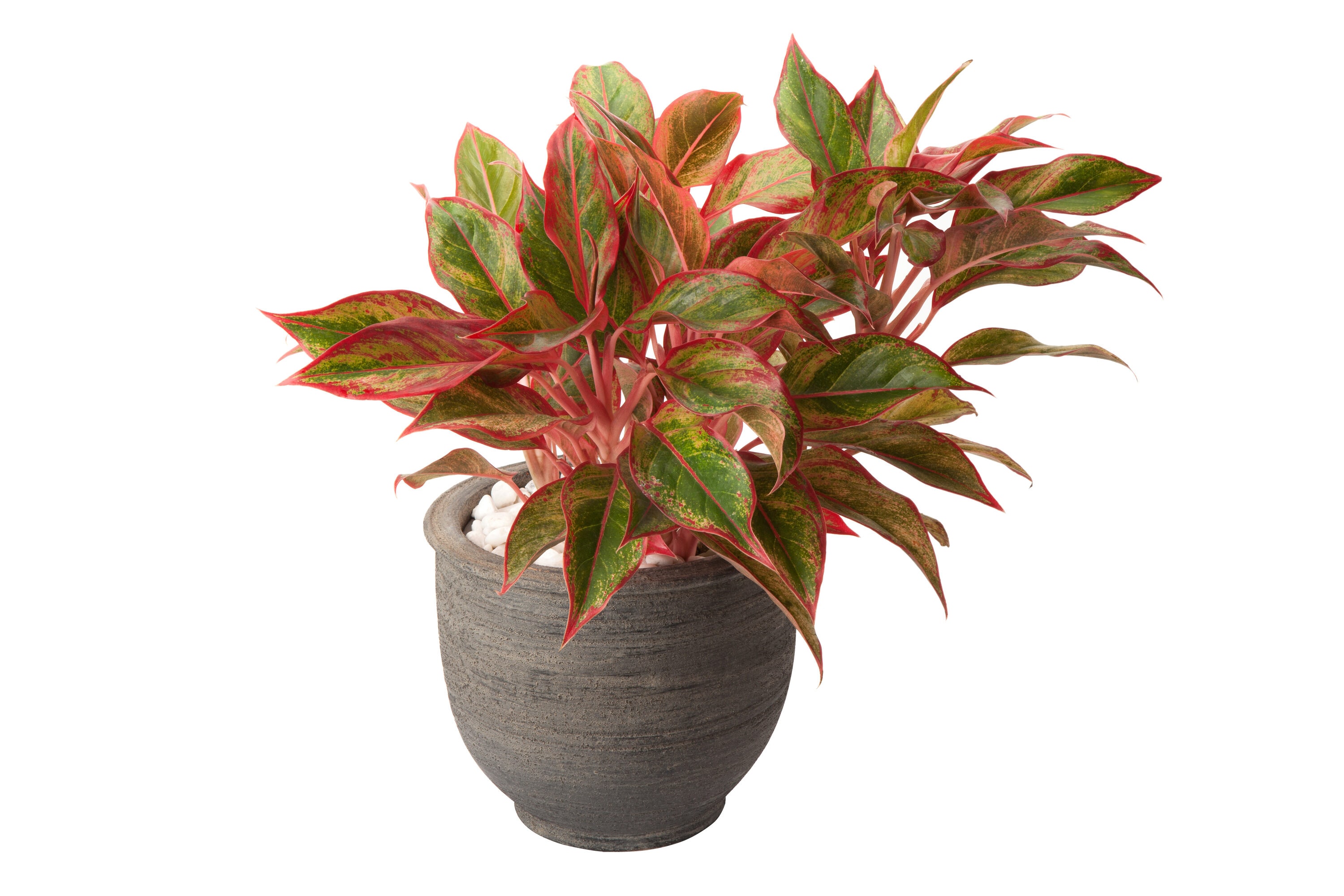 National Plant Network LW7722 hseplants - View #4