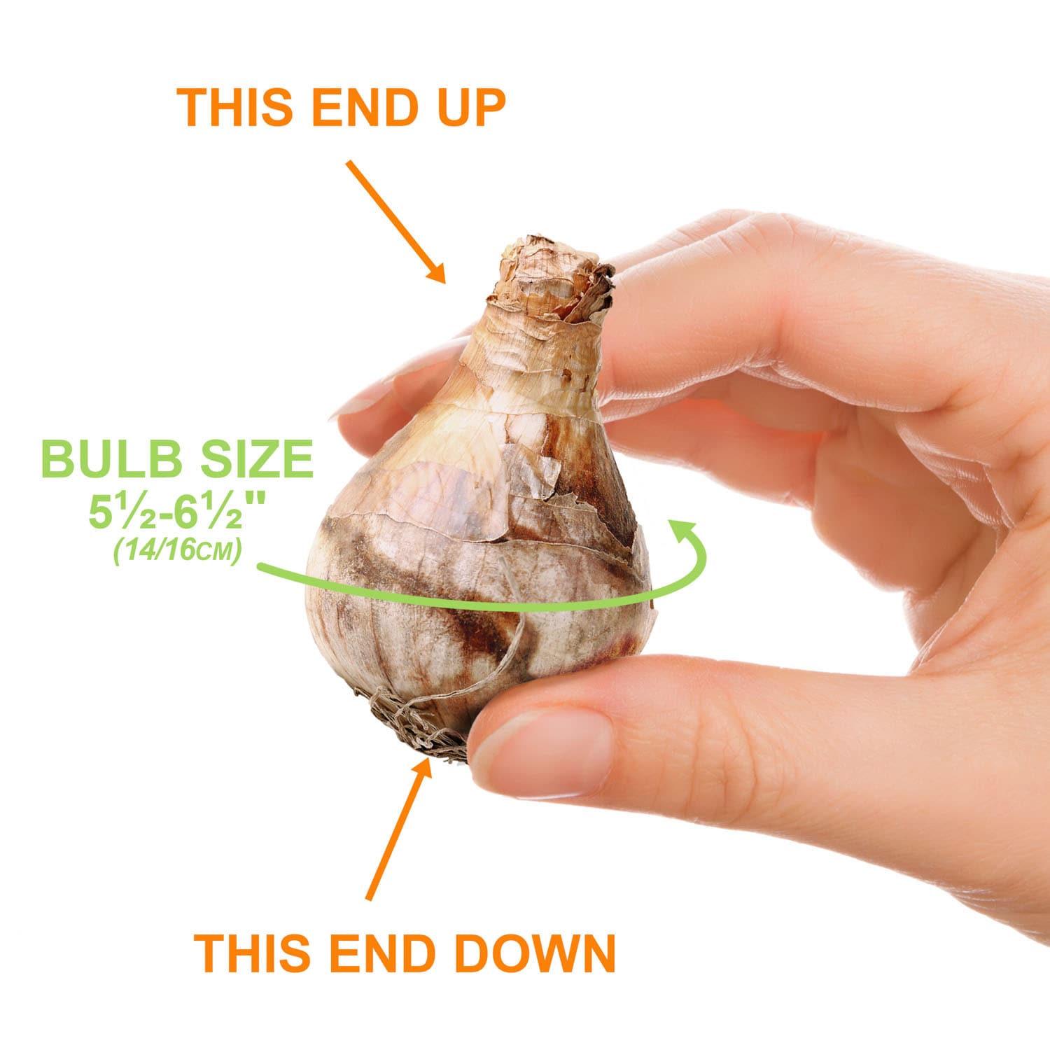 Garden State Bulb ECF-96-100-04 Plant-Bulbs - View #4