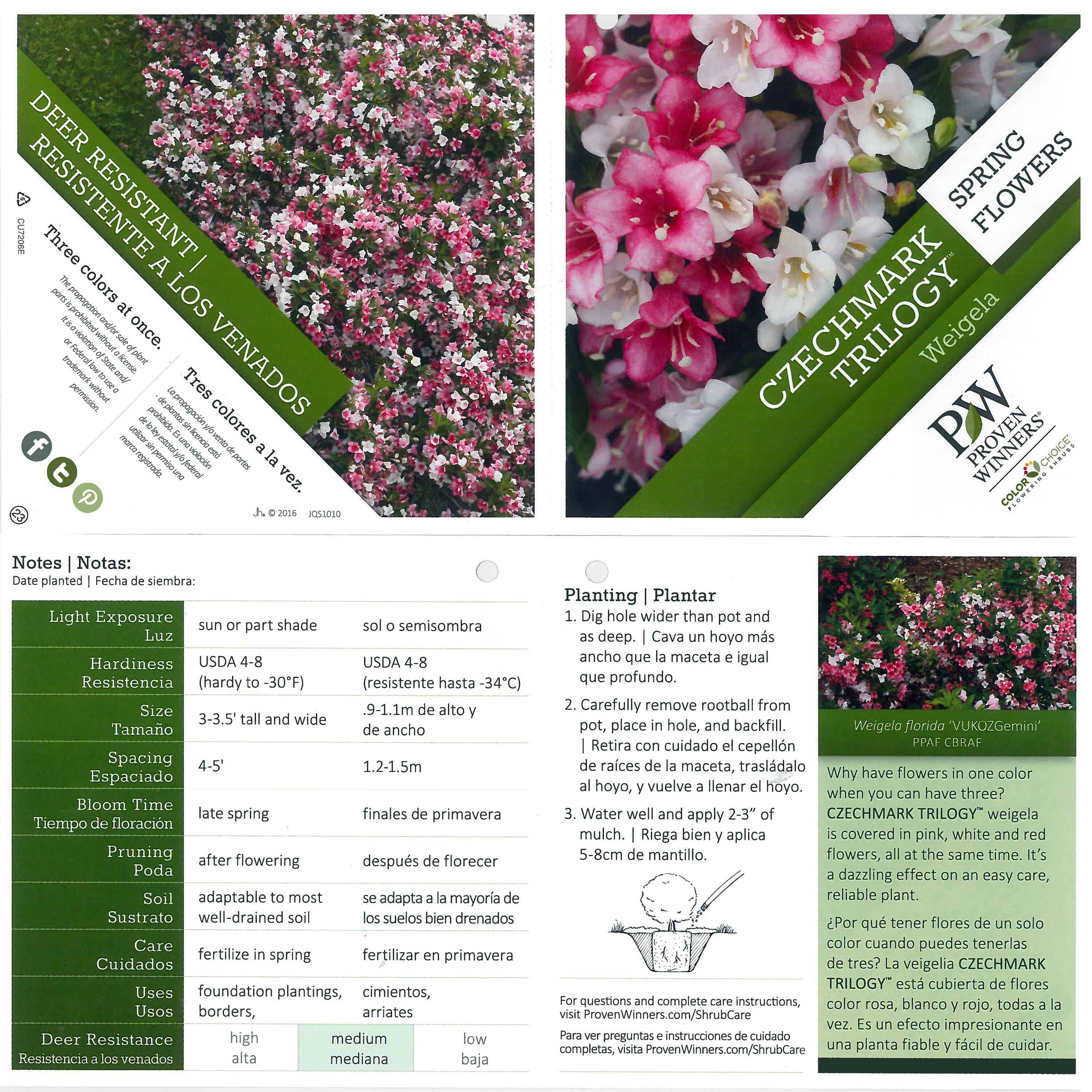 Proven Winners WEIPRC1216101 shrubs - View #4