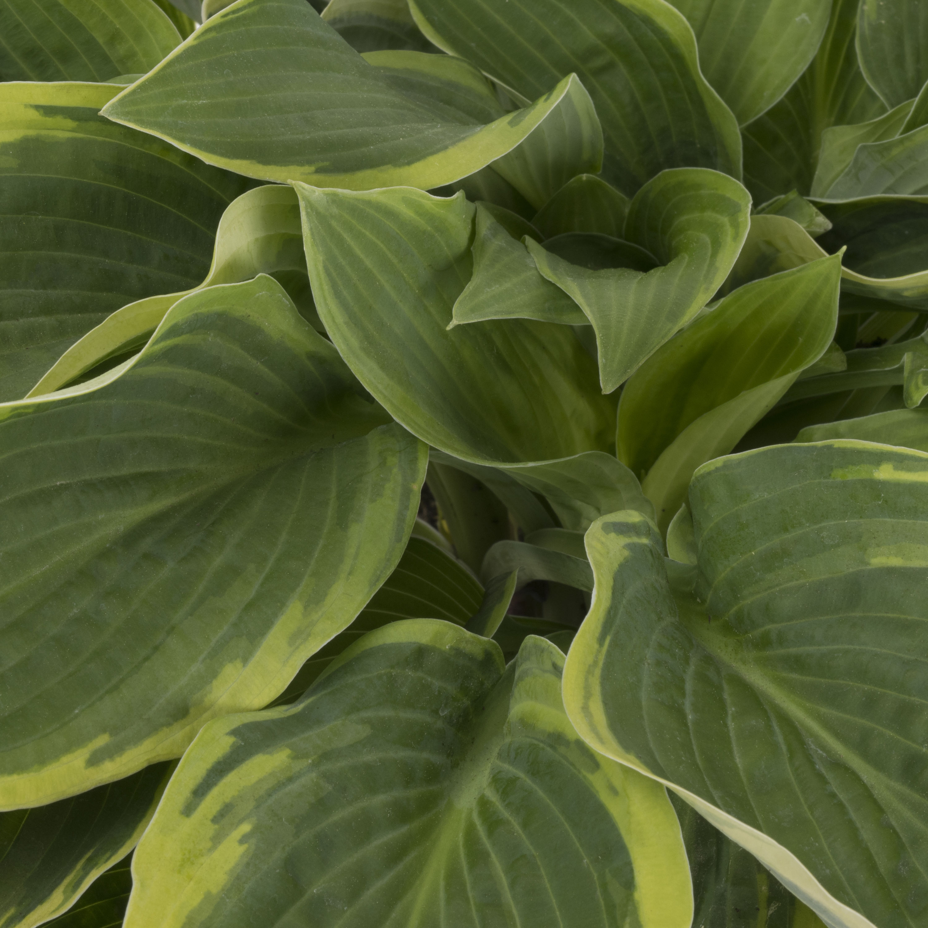 Hosta Yellow Variegated in 2.5-Quart Pot in the Perennials department ...