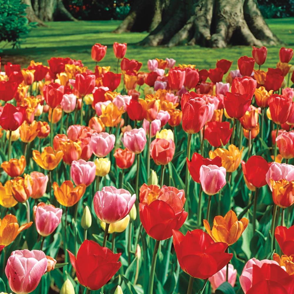 Breck's Multicolor Darwin Hybrid Multi-color Tulip Mixed Bulbs Bagged ...