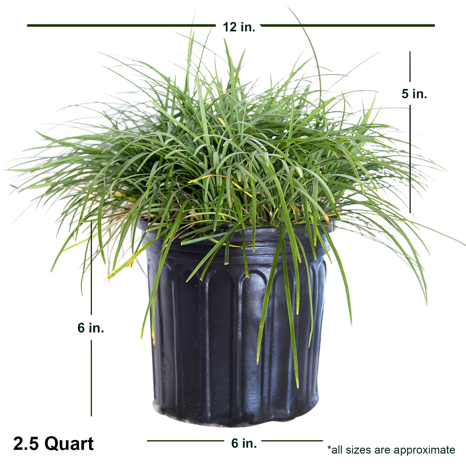 Flowerwood 4390Q-1 Ornamental-Grasses - View #3
