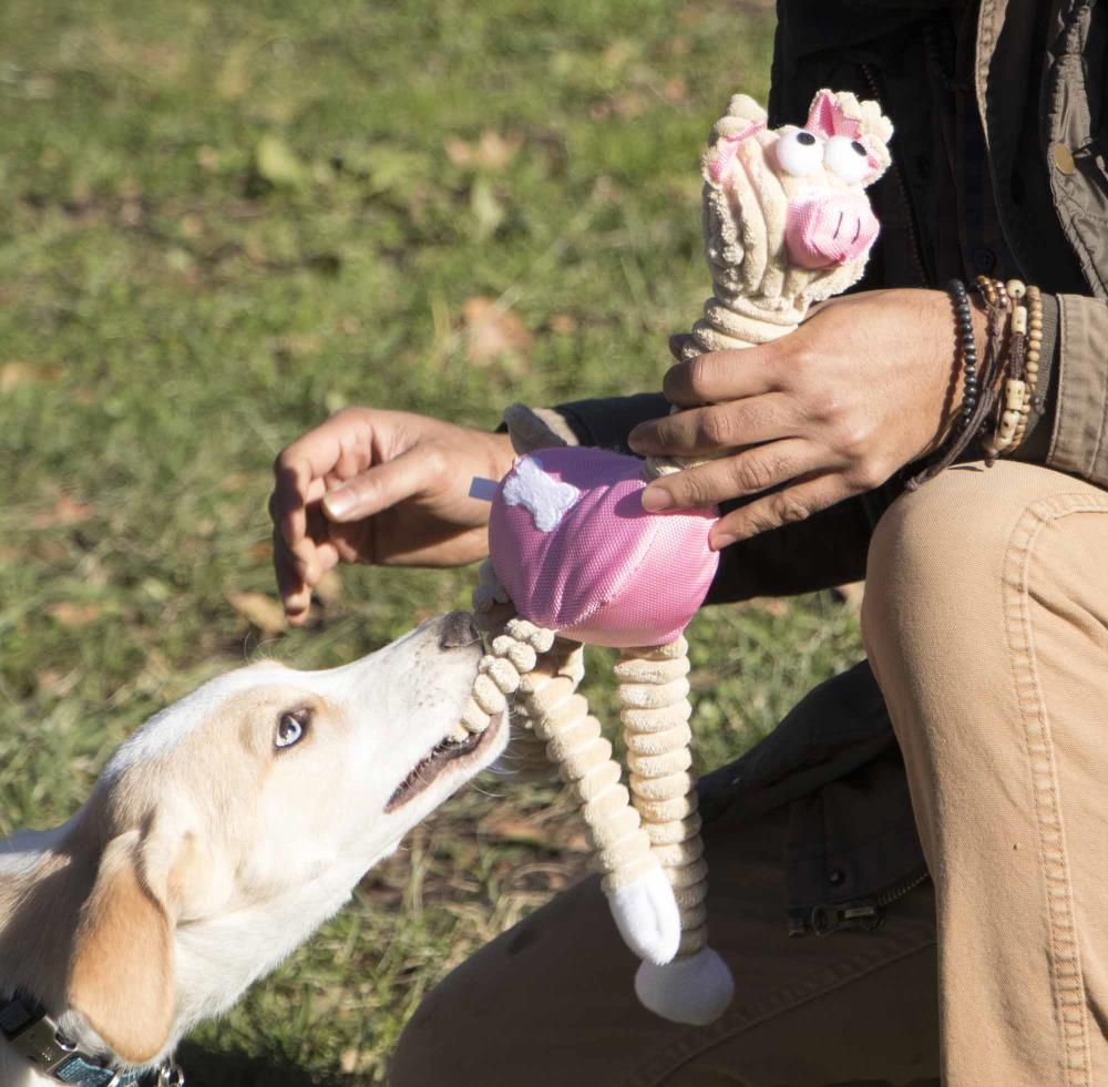 Pet Life DT2PK Dog-Toys - View #2