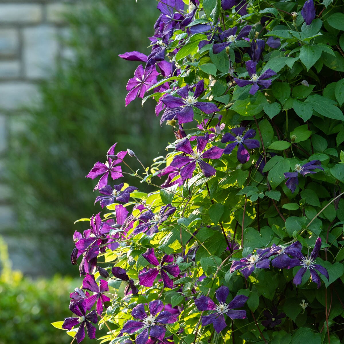 Spring Hill Nurseries Violet Etoile Violette Clematis Vining Perennial 