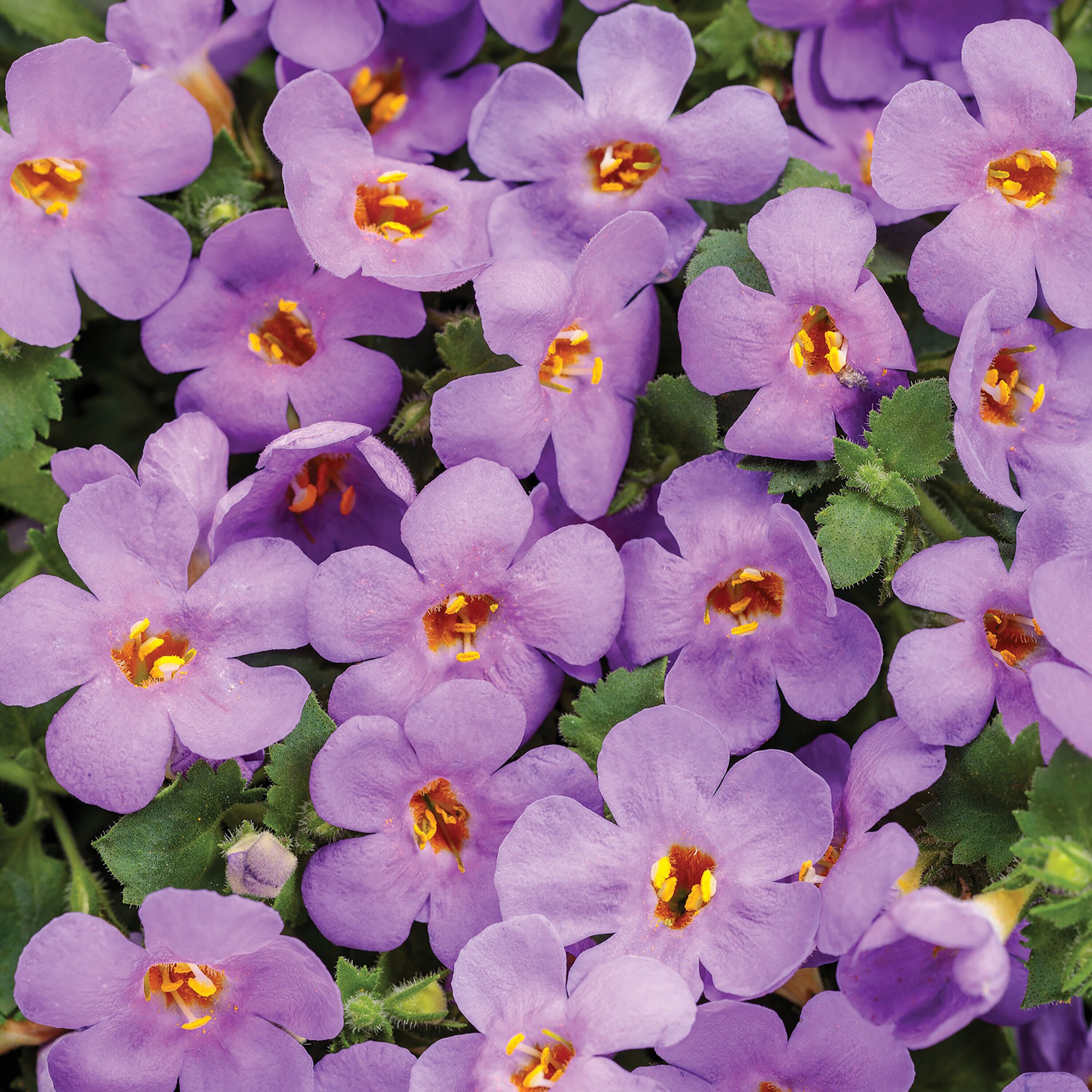 Proven Winners BACPRW1107504 Blue Bacopa in 4.25 Inch(es) Pot