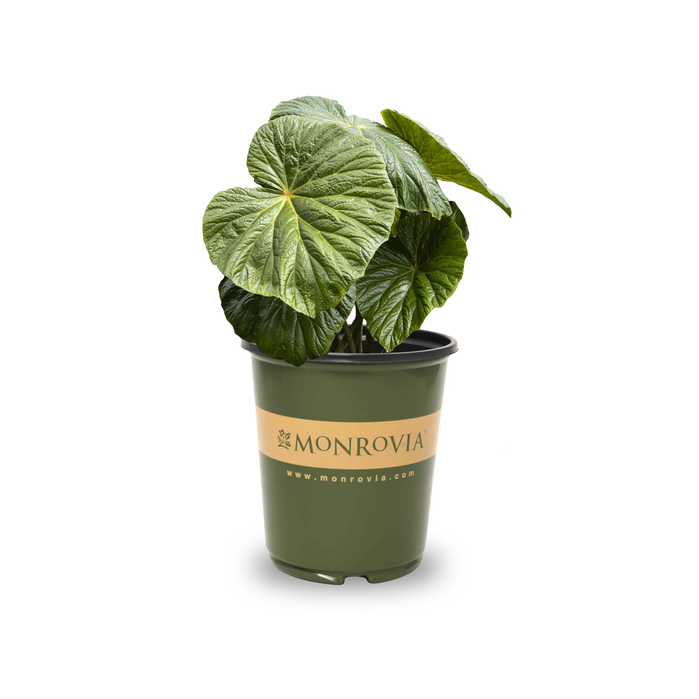 Monrovia 43738000200000 White Tectonic Caldera Begonia Plant in 1.73 -Gallon Pot 1 -Pack