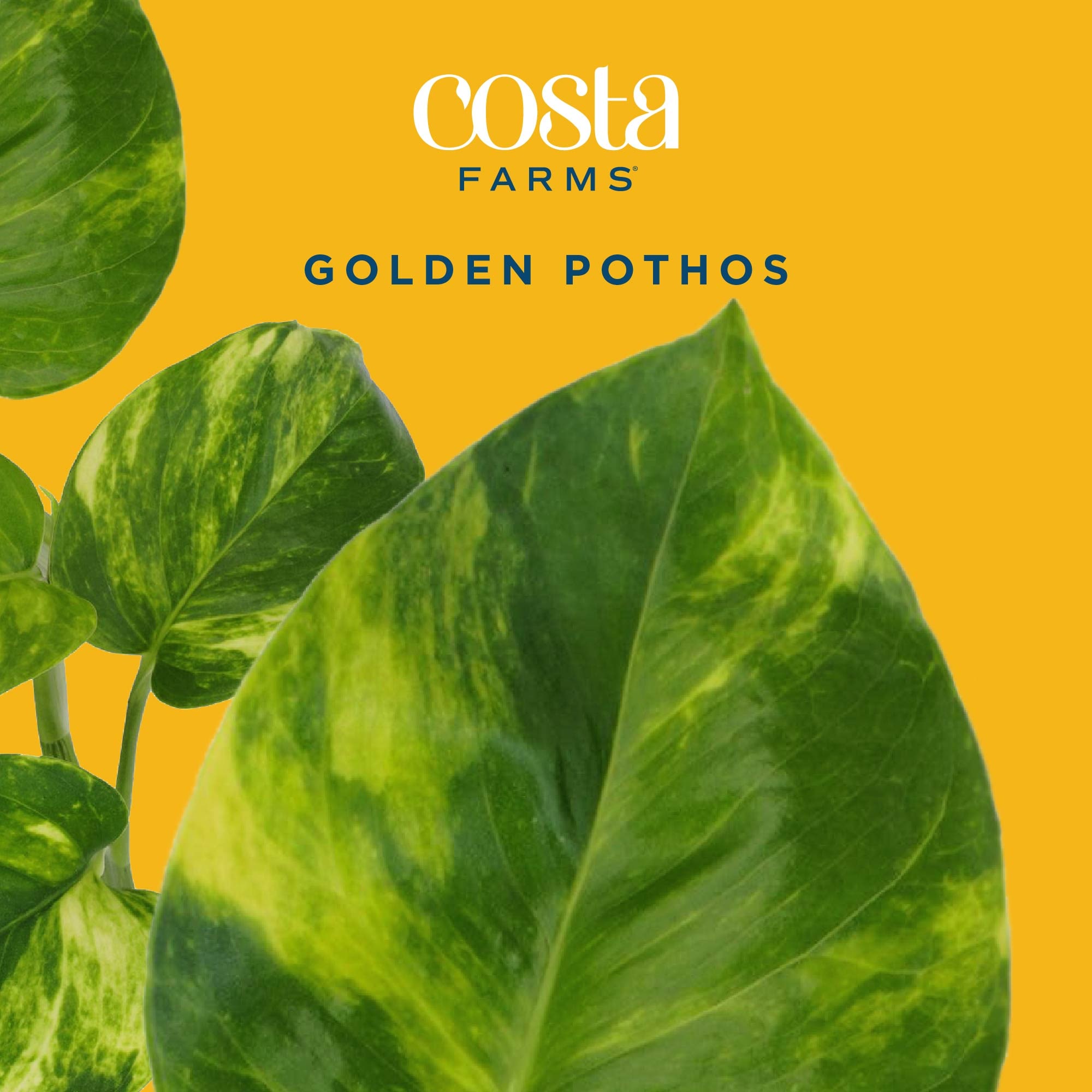 Costa Farms M-EPI-G-POT-01-LW hseplants - View #3