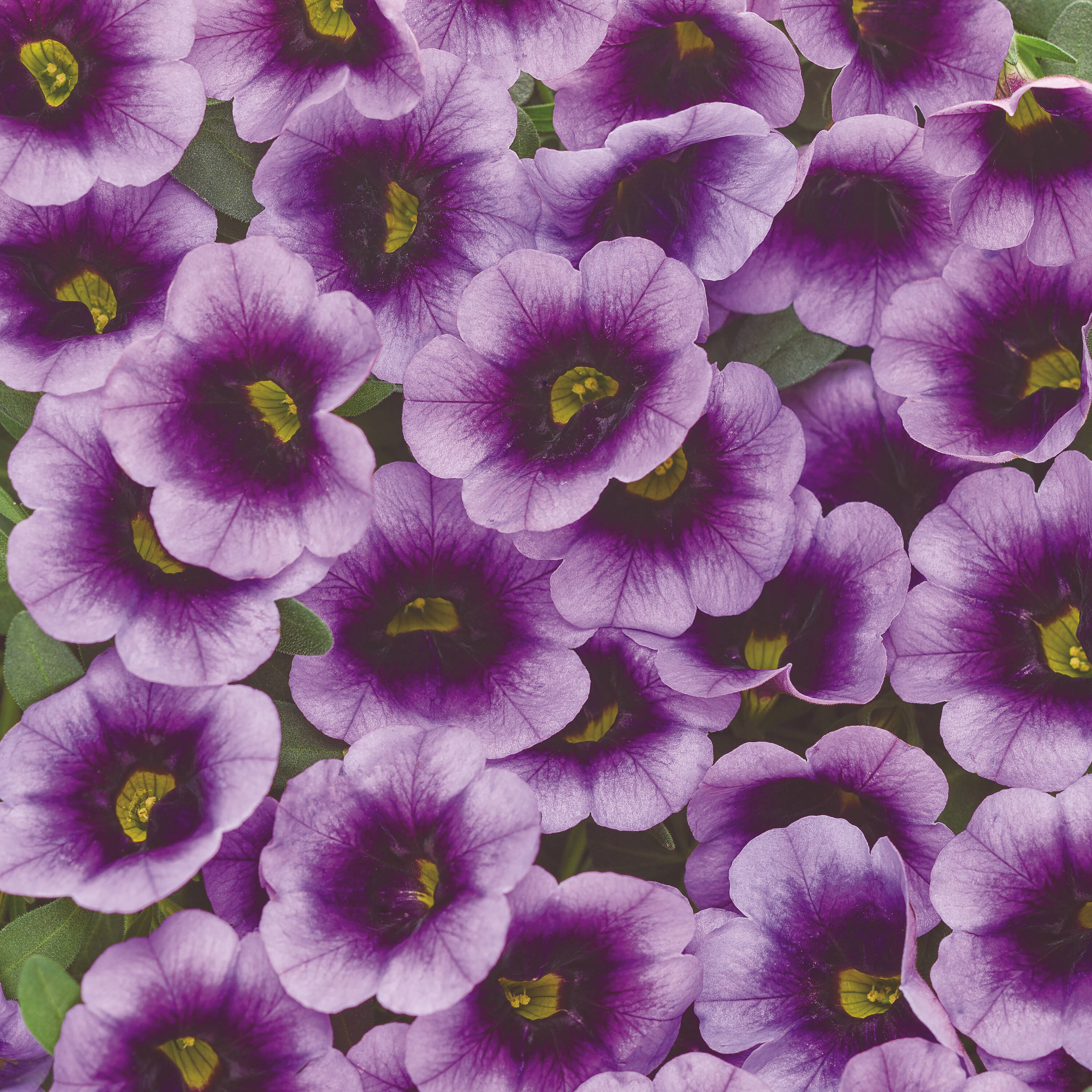 Image of Calibrachoa purple annual
