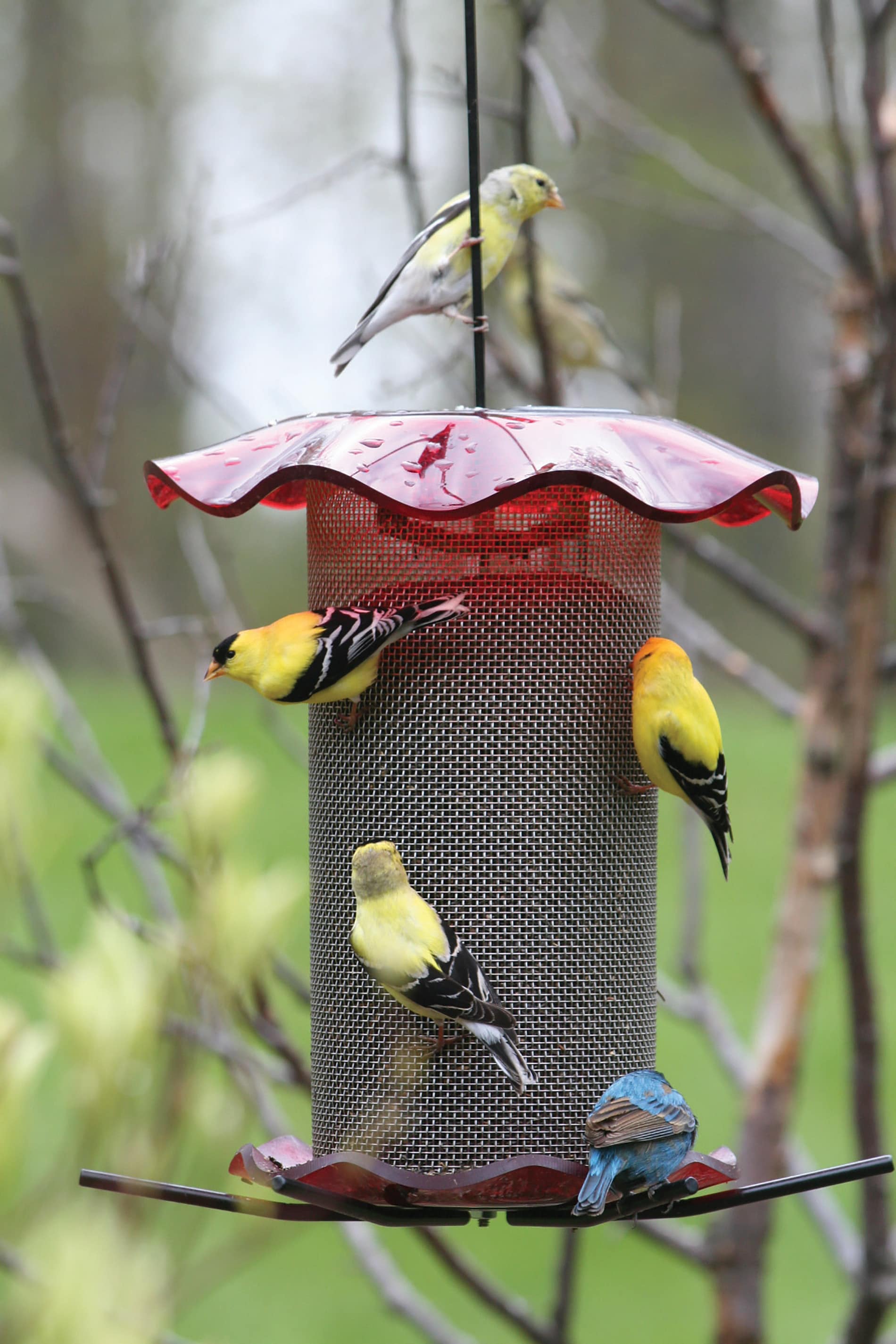 BIRDS CHOICE FF214A Bird-Feeders - View #4