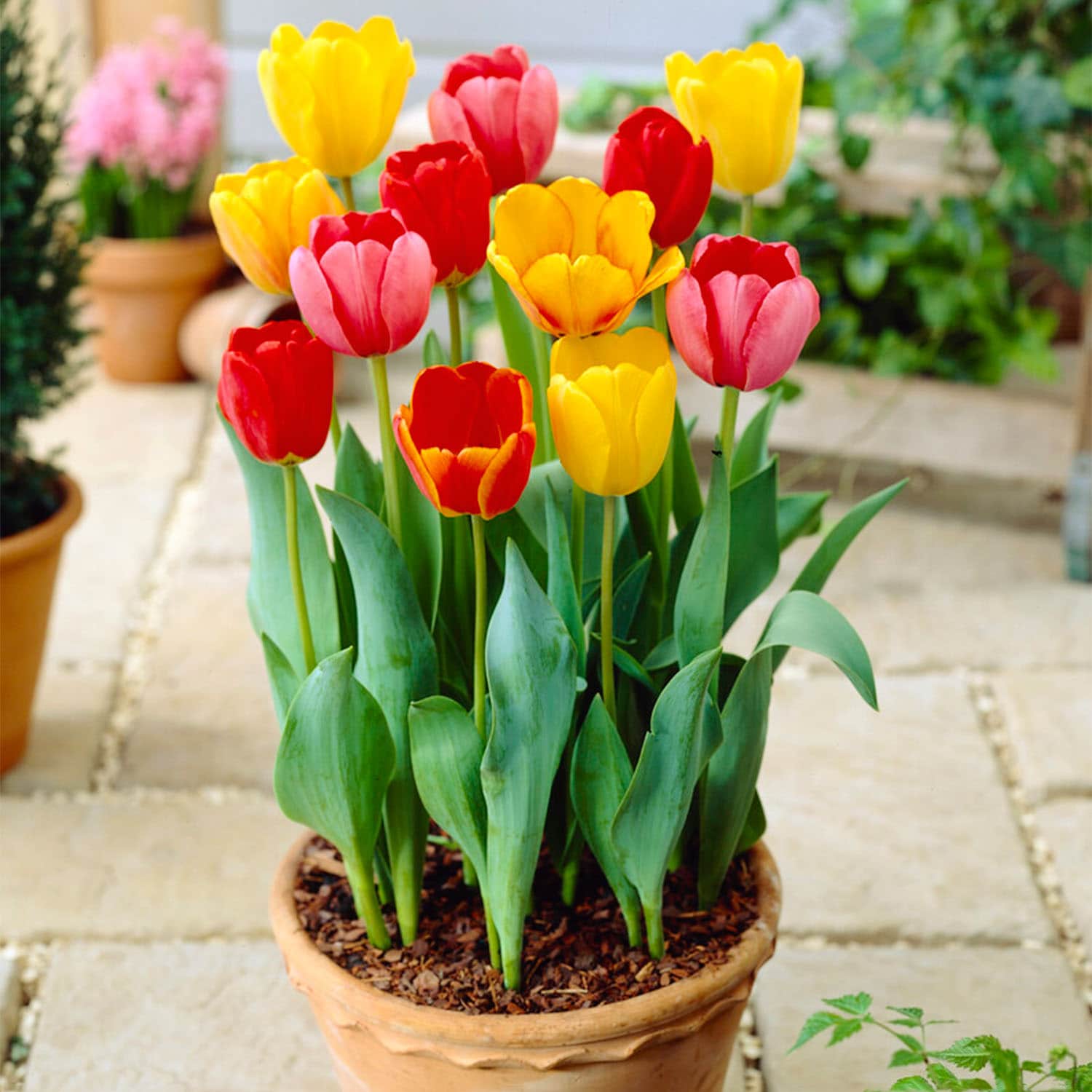 Garden State Bulb ECF-134-100-04 Plant-Bulbs - View #6