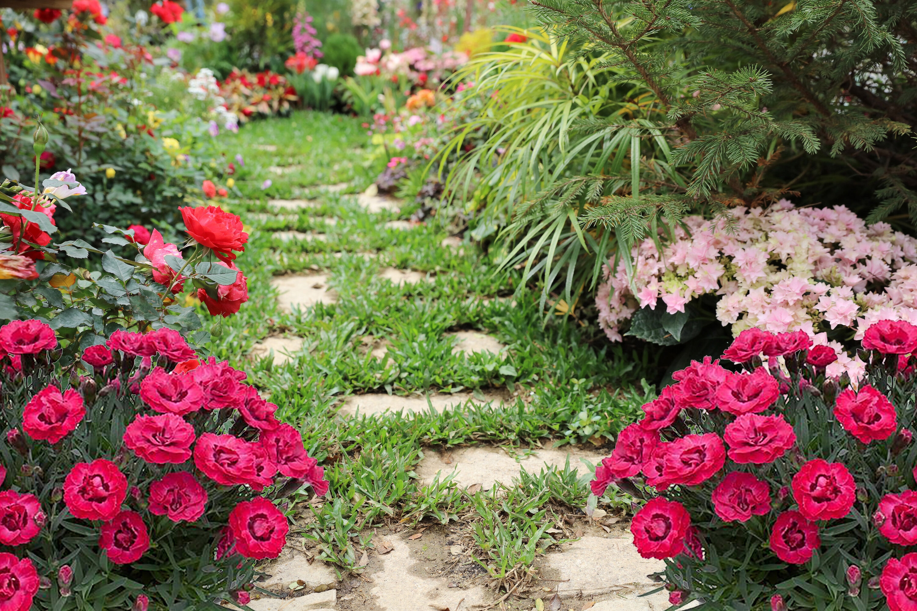  1384 perennials - View #4