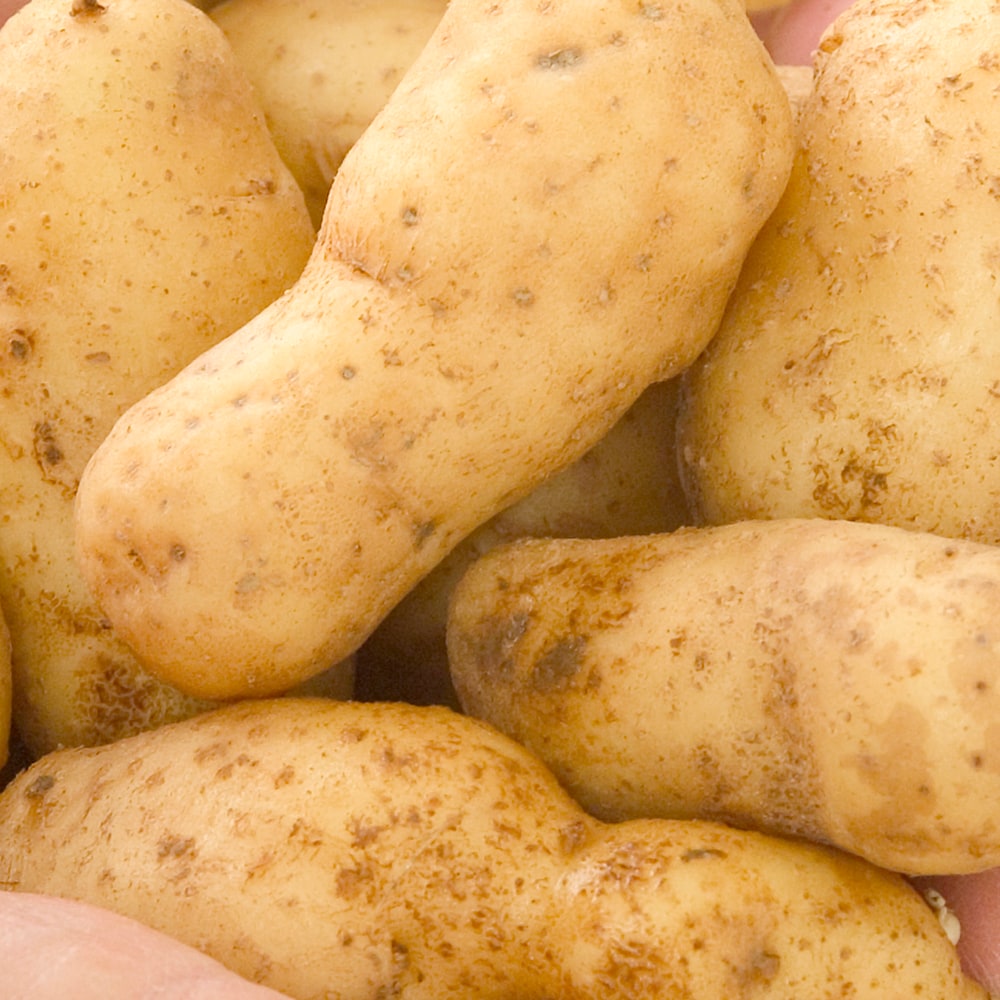 Gurney's Seed and Nursery 81214 1 lb. Bag, Russian Banana Whole Potato Seeds Pack(s)