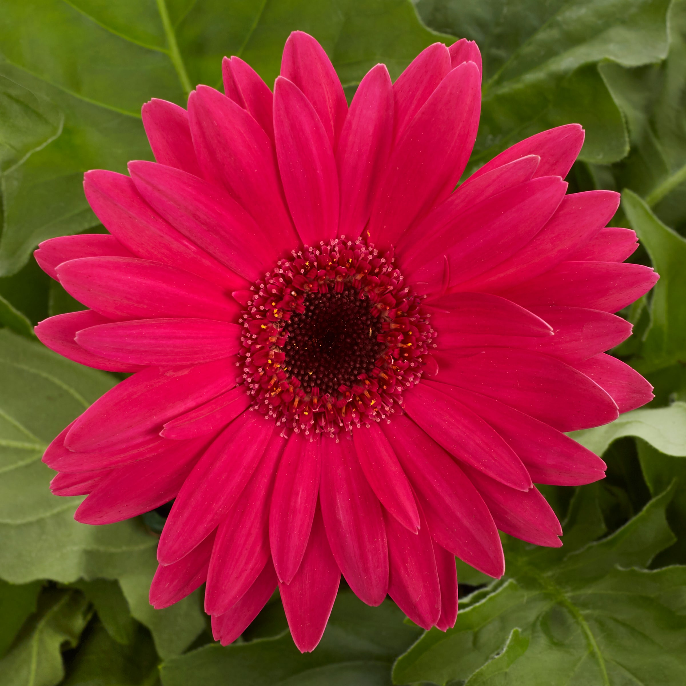 Monrovia NURSERY annuals - View #4