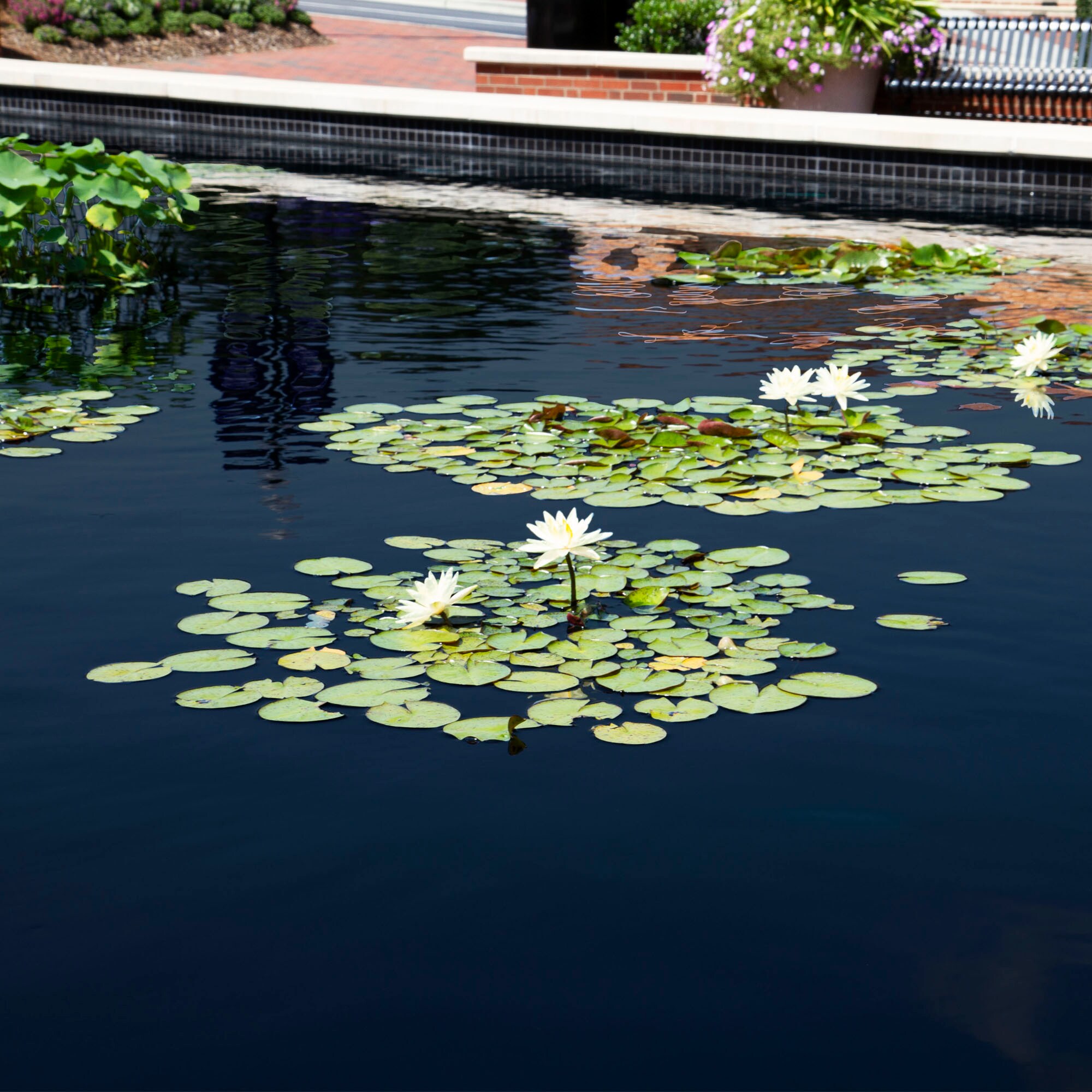 Atlantic 74089 Pond-Cleaners - View #5