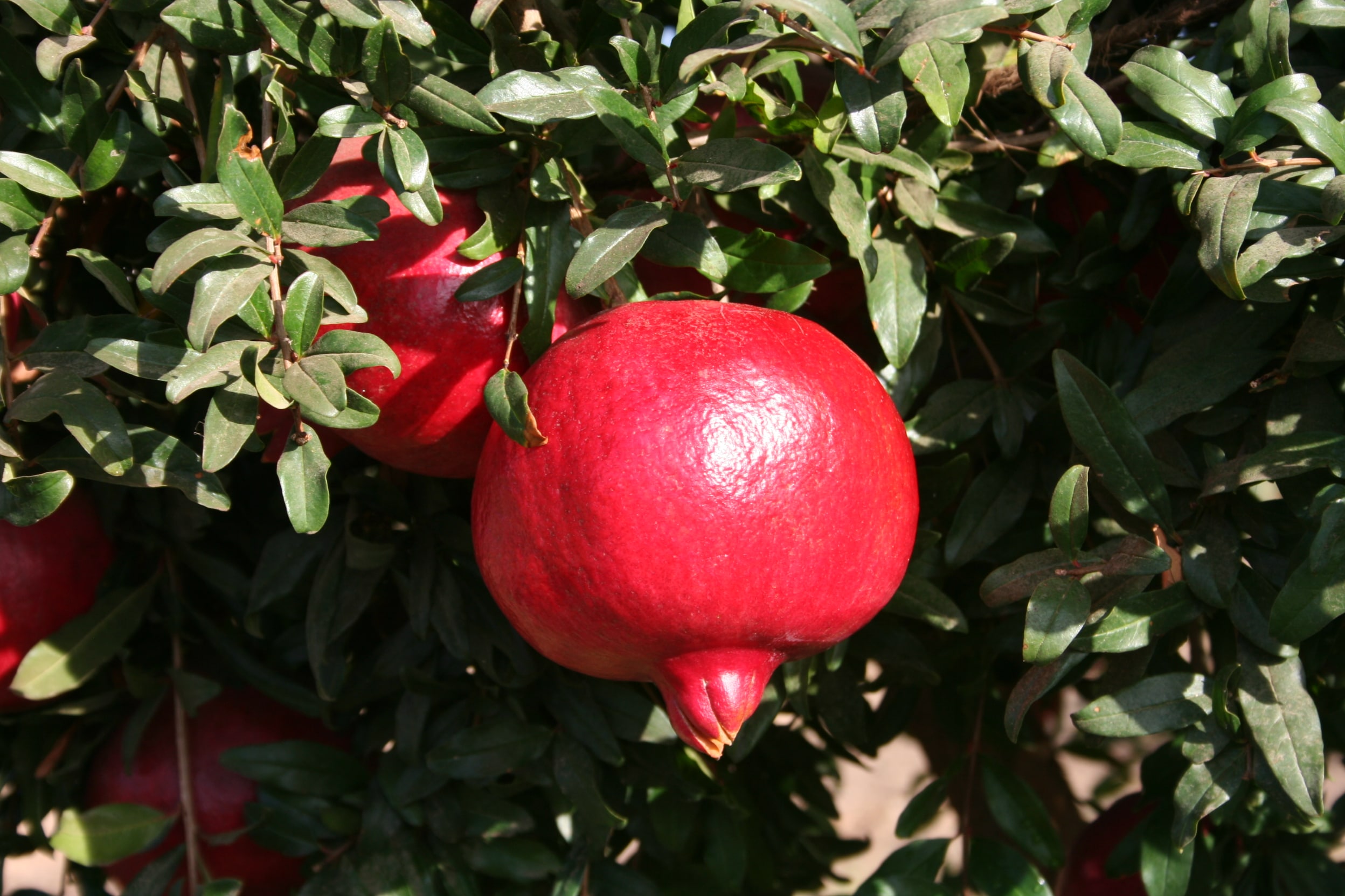 Lowe's 3.58-Gallon Pomegranate Tree (L7402) - Upright Deciduous Tree with  Showy Red Flowers - Full Sun - Medium Growth Rate in the Fruit Plants  department at