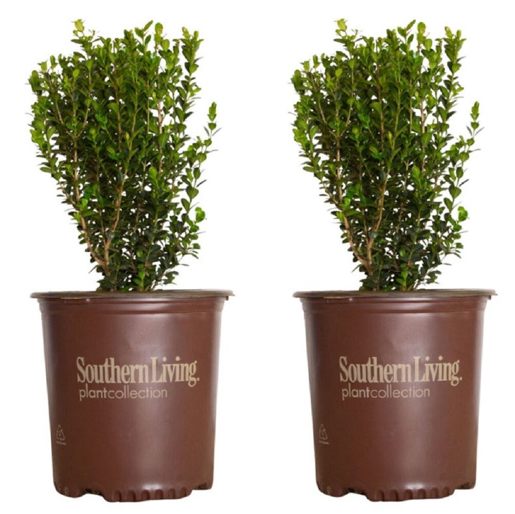 Baby Gem™ Boxwood - Southern Living Plants