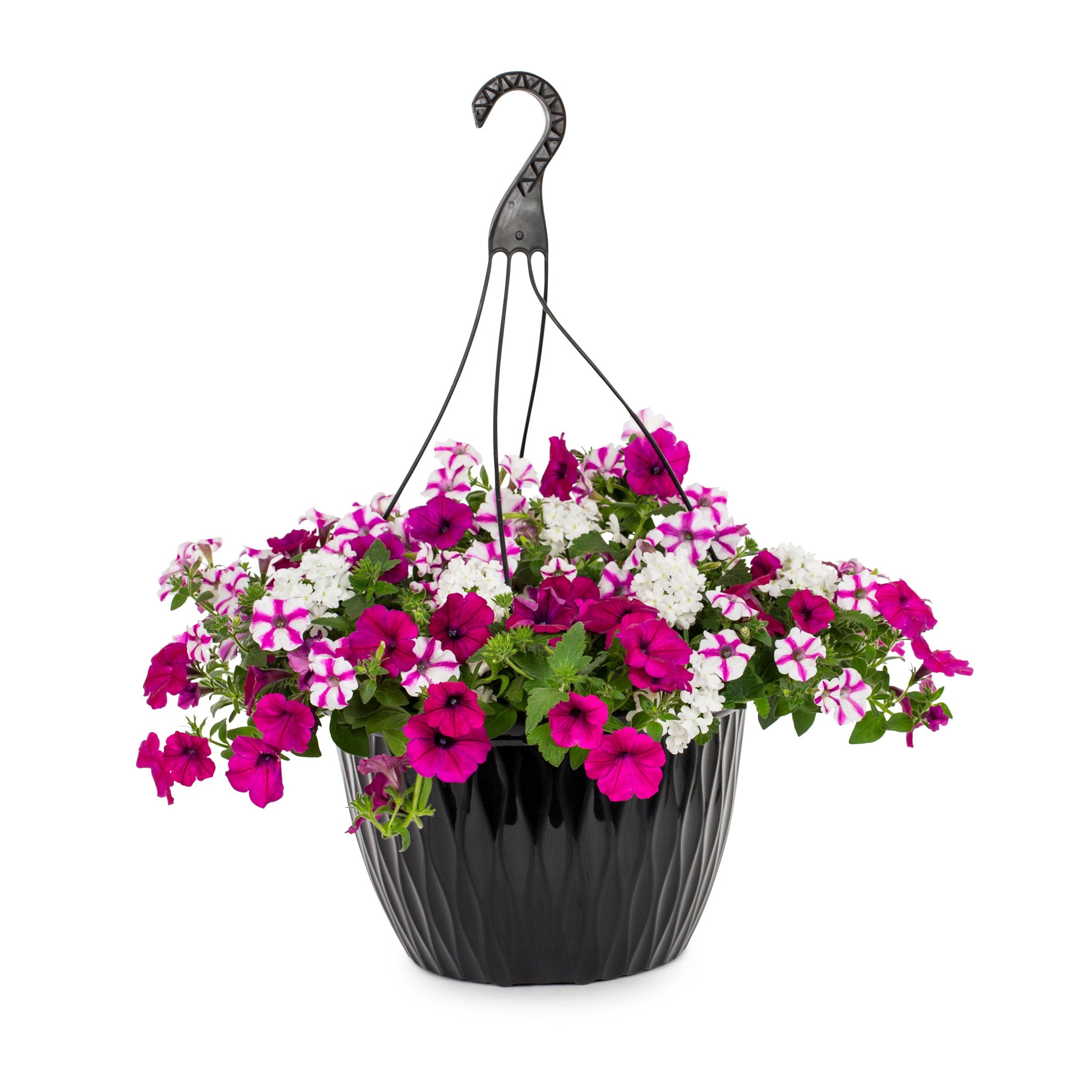 Lowe's Multicolor Blind Love Hanging Basket in the Annuals department ...