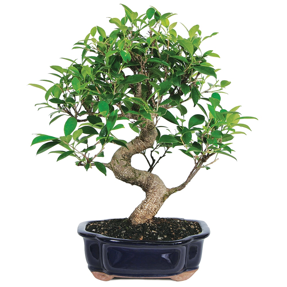 Bonsai Golden Gate Ficus House Plant in 8-in Planter in the House department at Lowes.com
