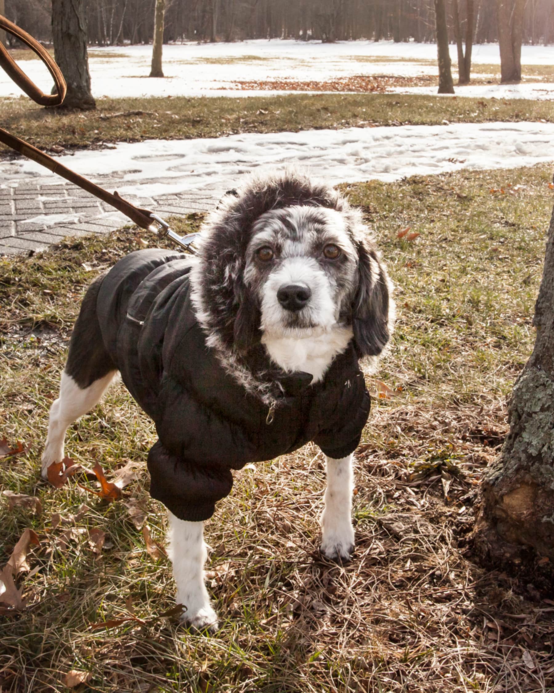 Pet Life 1BKMD Dog-Apparel - View #8