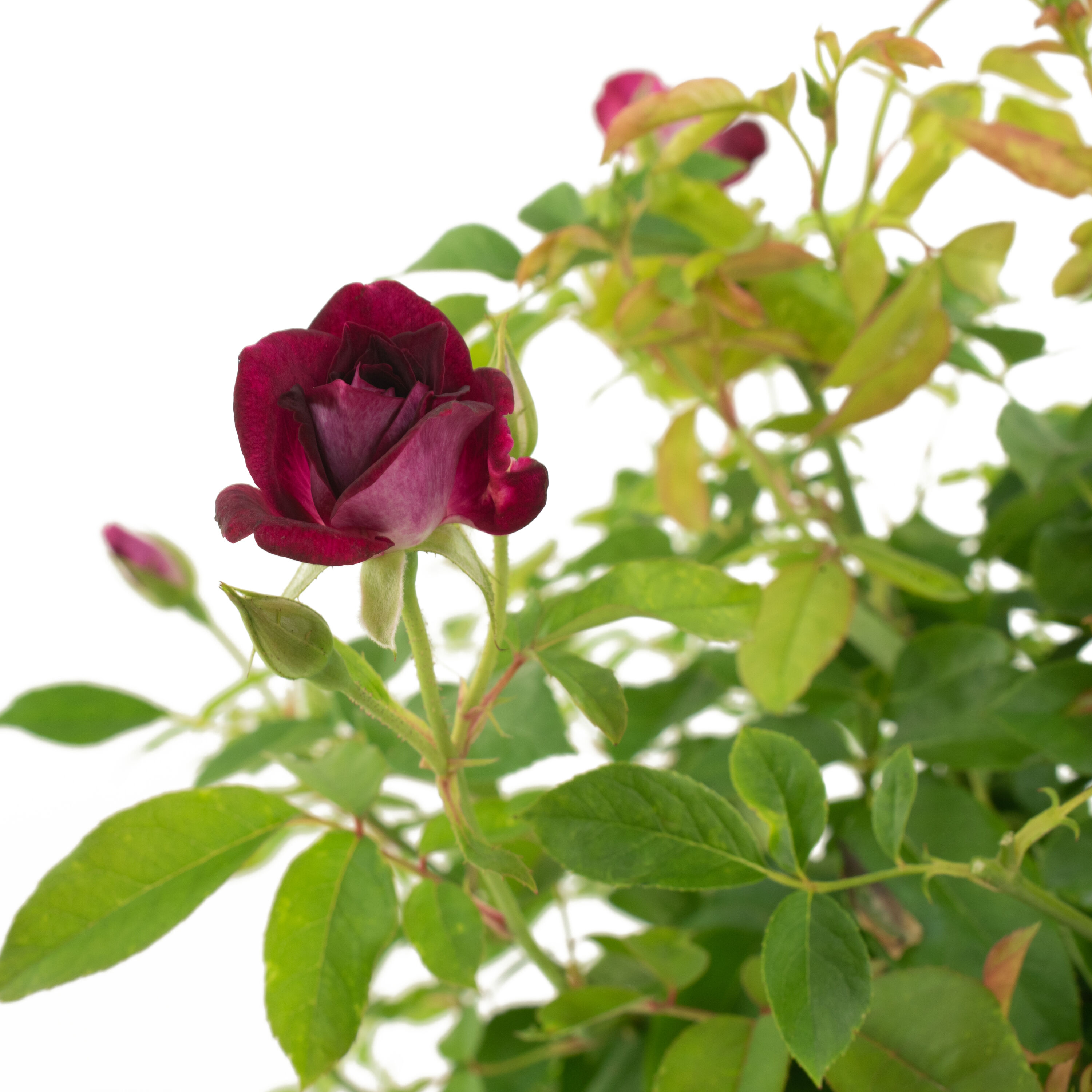 National Plant Network LW1281 roses - View #2