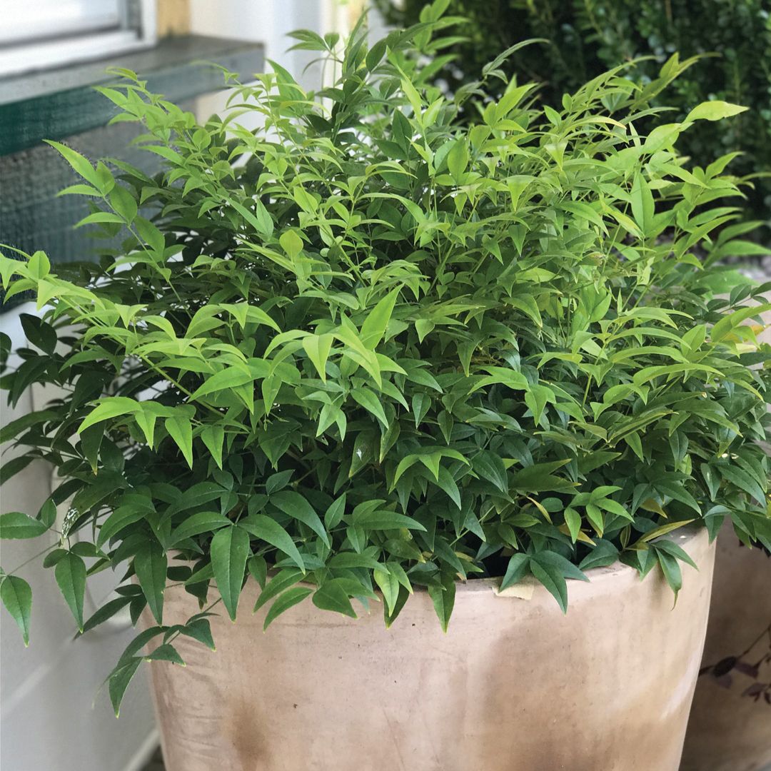Southern Living Plant Collection 43162TSL-1 shrubs - View #5