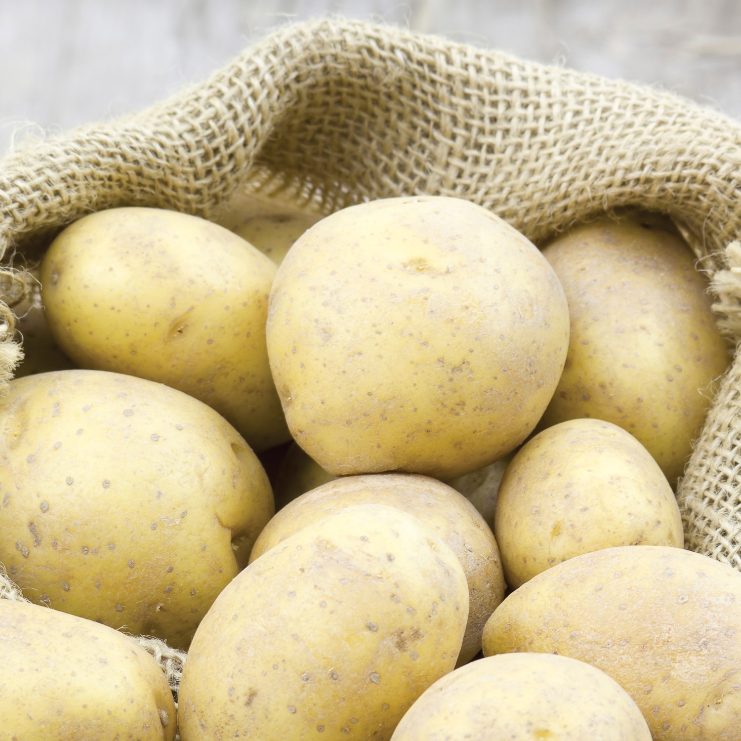 Van Zyverden 84864 Potatoes Superior White Plant in Bulb