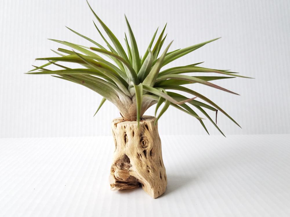 DRIFTWOOD TILLANDSIA No flowers Air Plant House plant in Count Pot